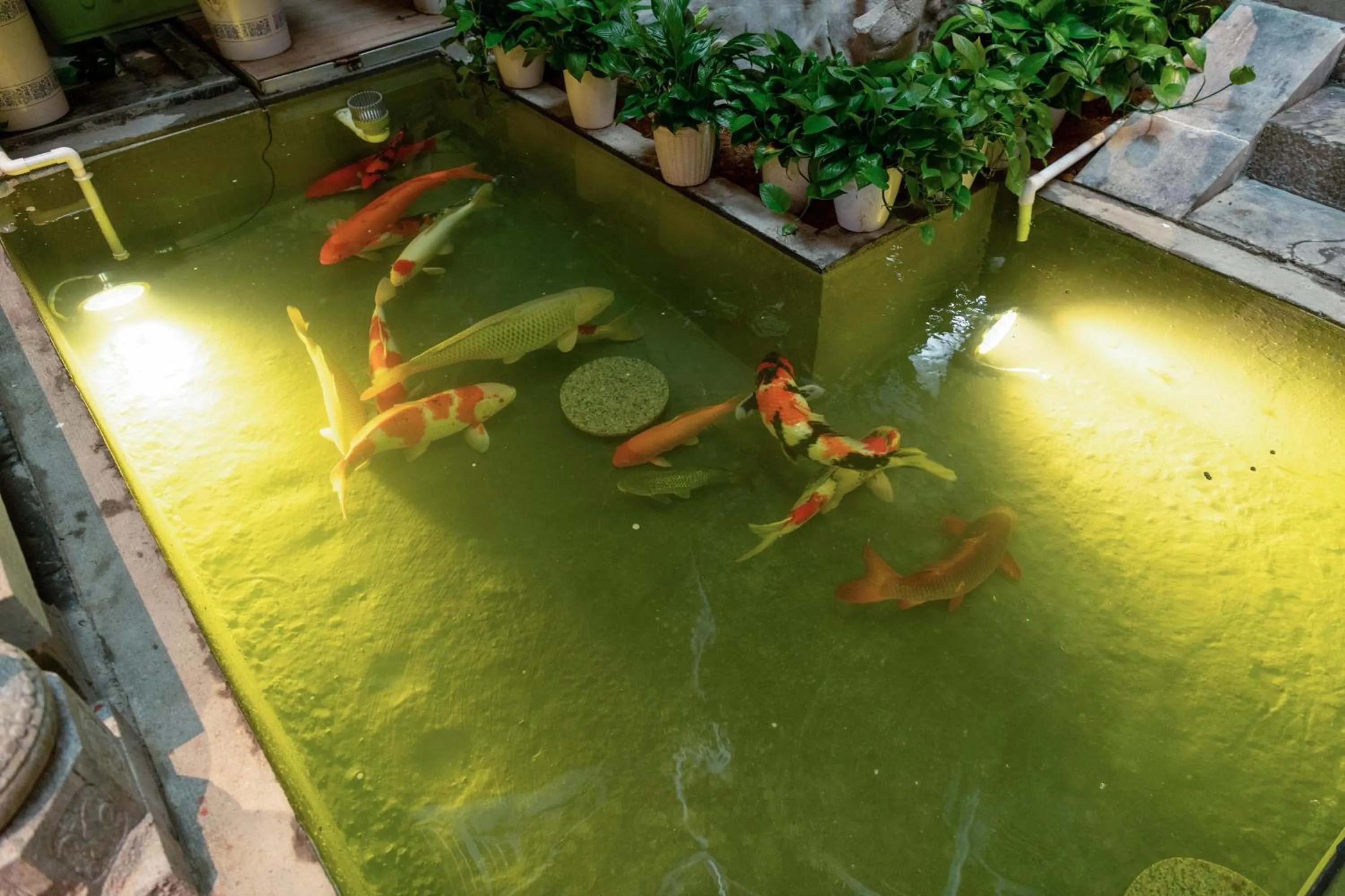 Animals in Yangshuo Hidden Dragon Villa
