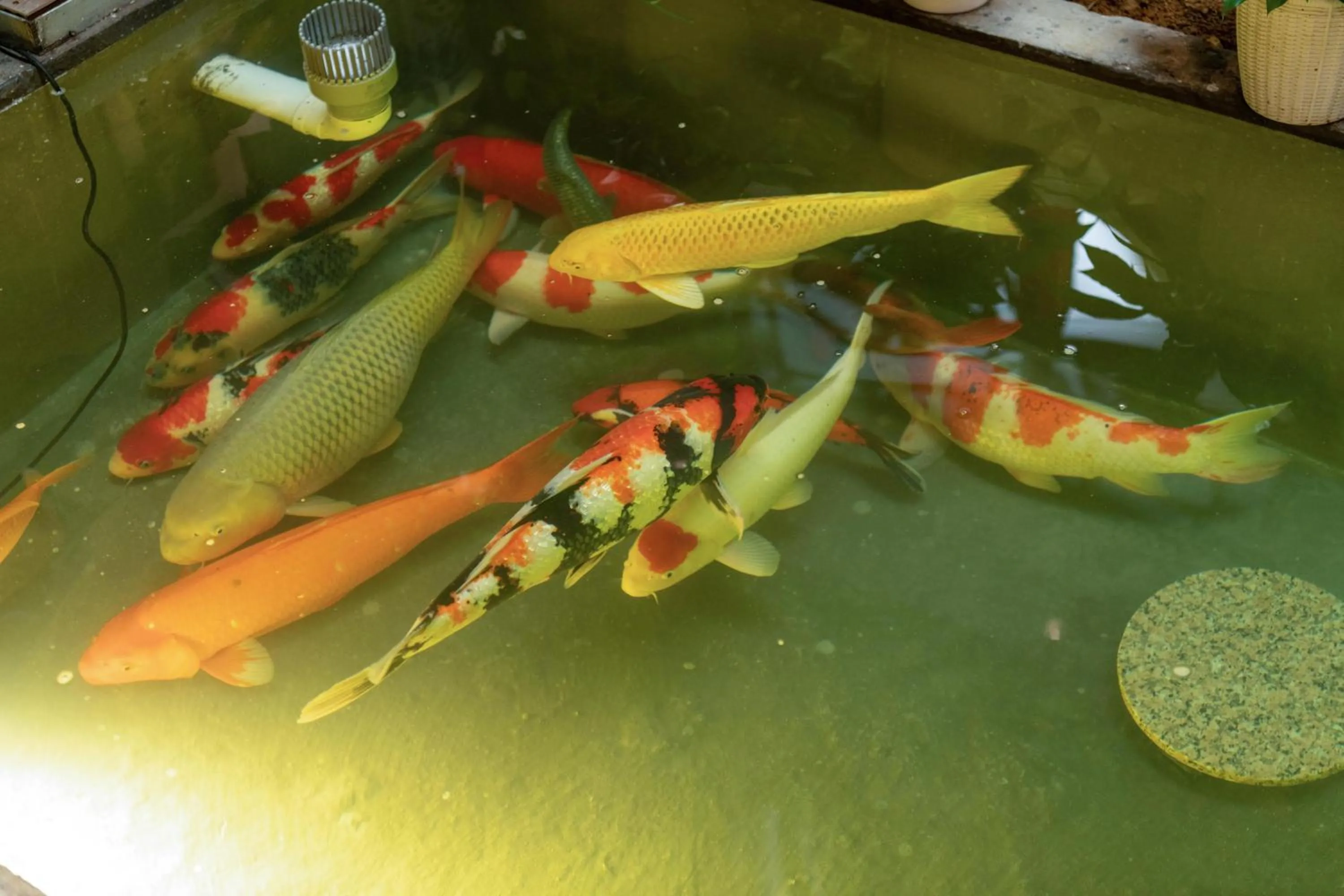 Animals in Yangshuo Hidden Dragon Villa