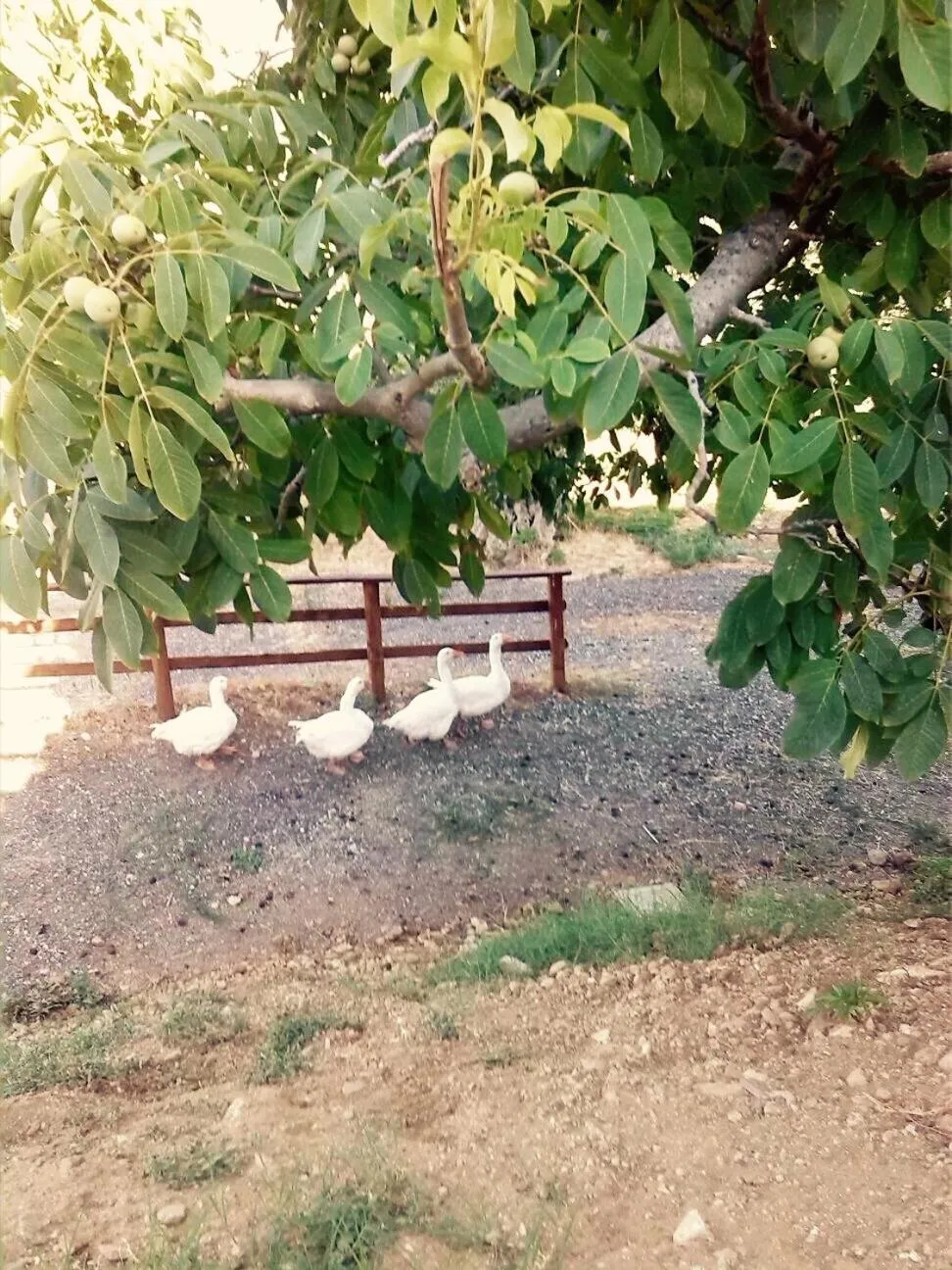 Animals in Due Passi B&B