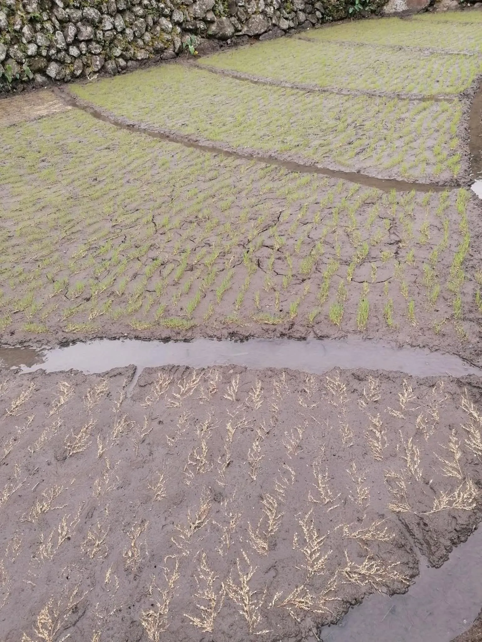 BATAD CRISTINA'S Main Village INN & Restaurant