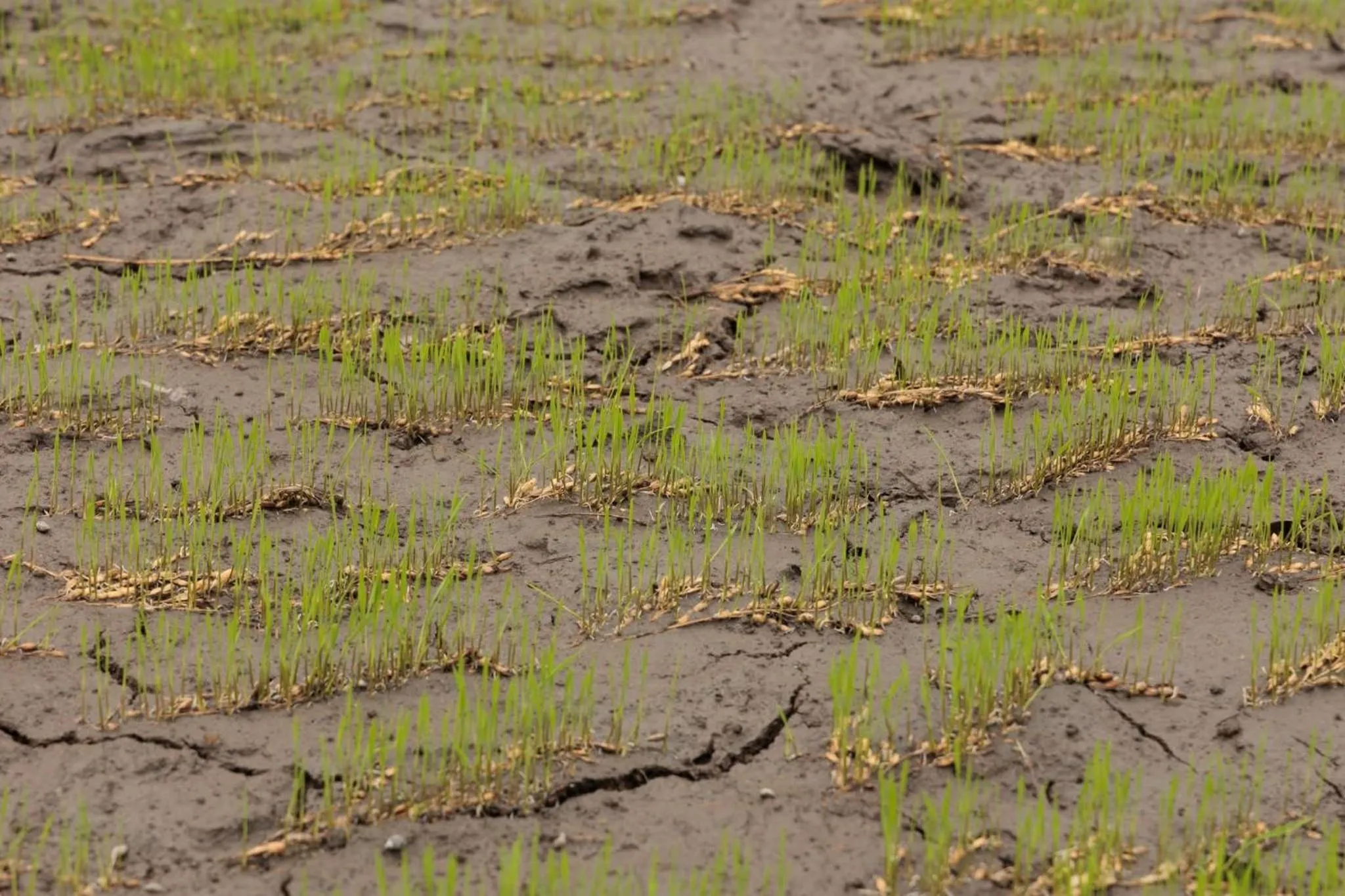 BATAD CRISTINA'S Main Village INN & Restaurant