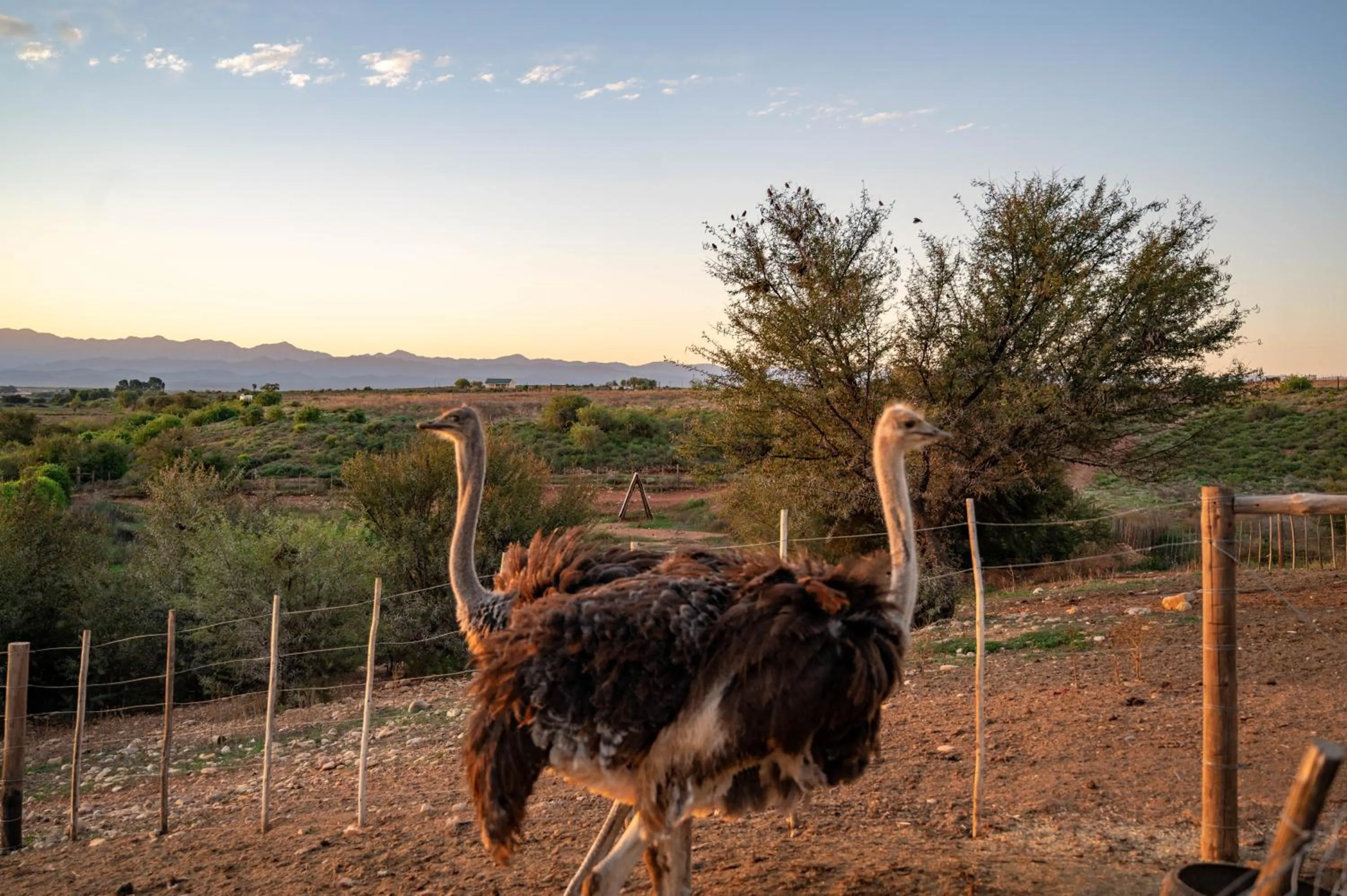 Natural landscape in De Denne Country Guest House