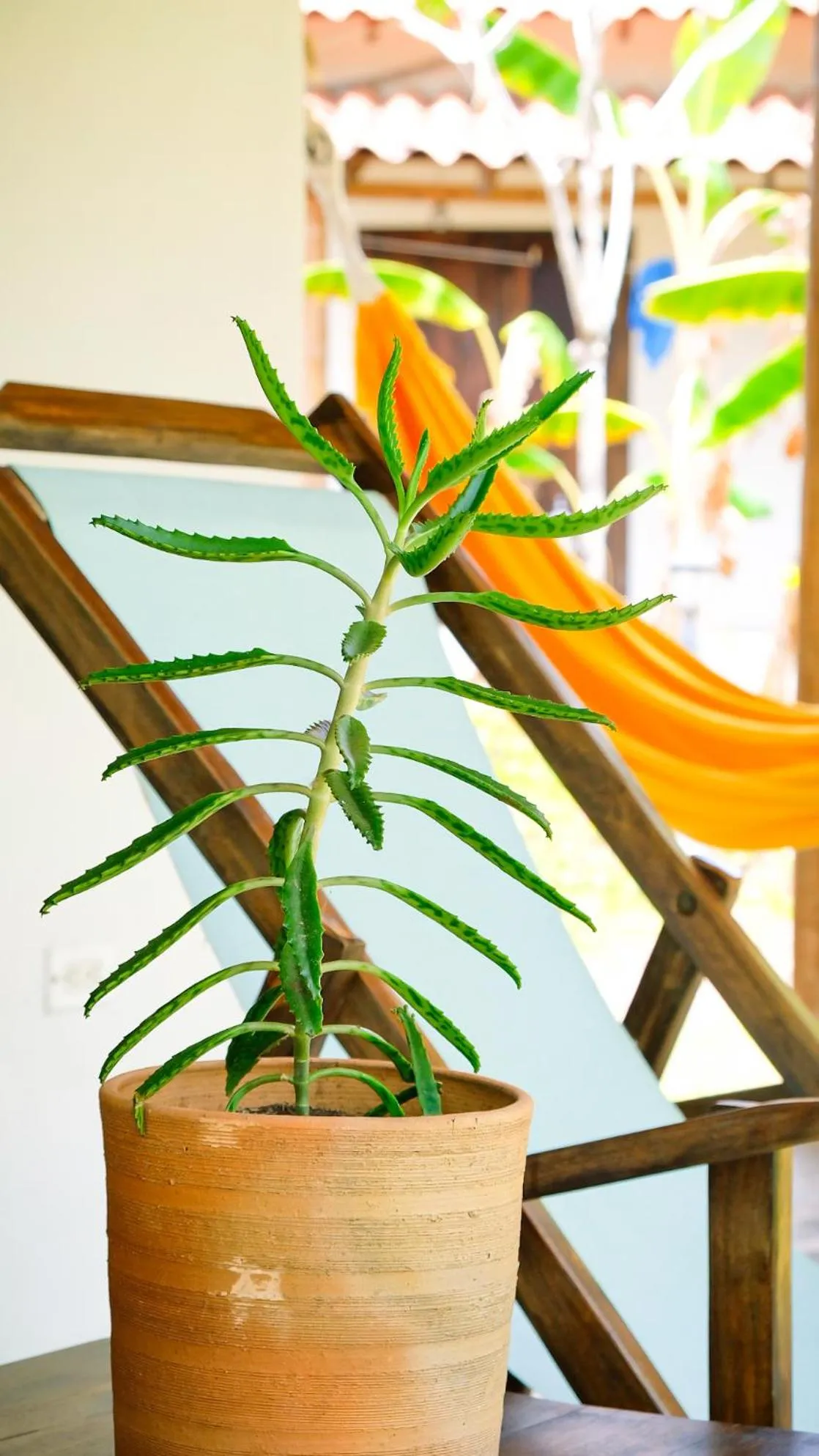 Balcony/Terrace in Villa Coco