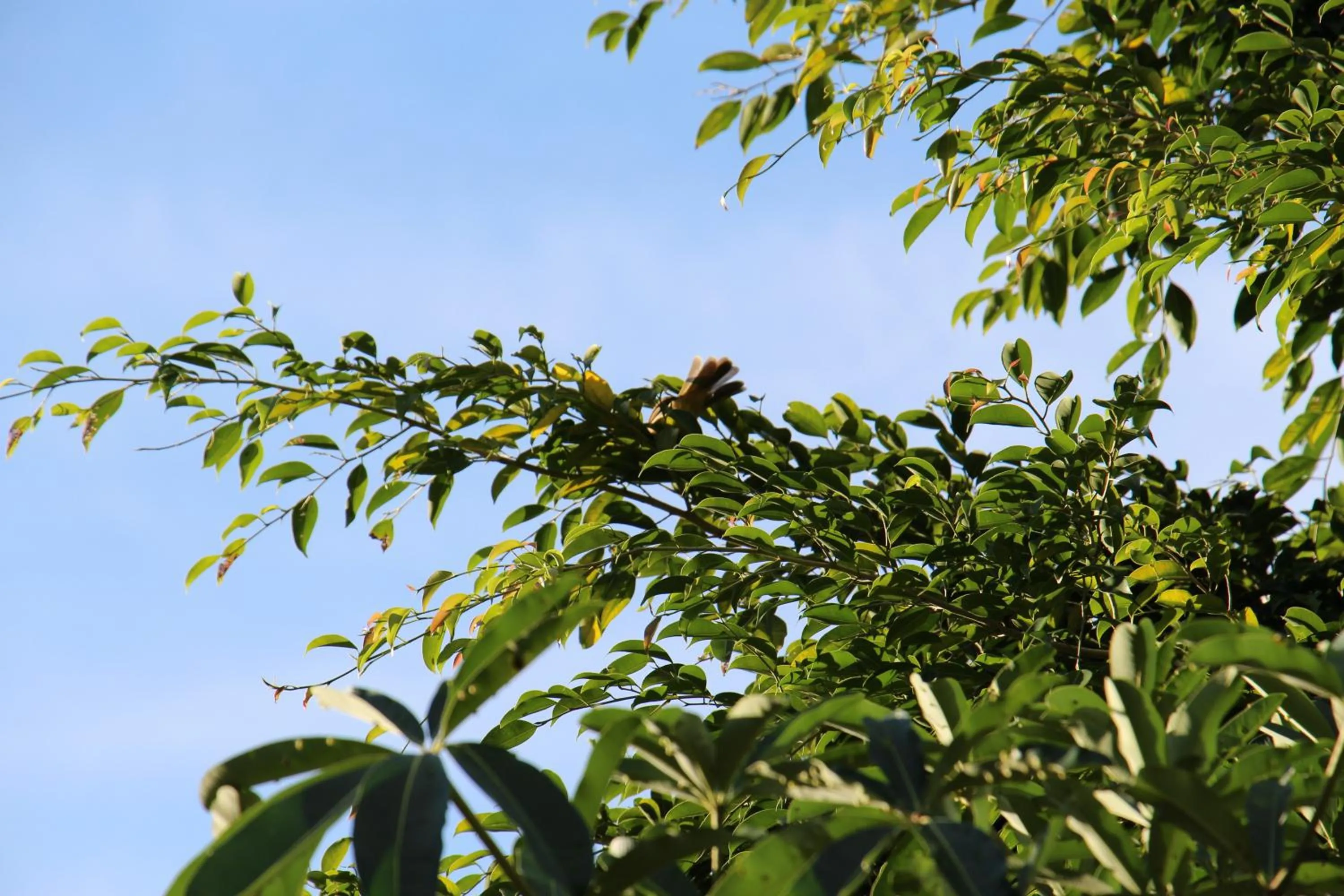 Natural landscape in Ayara Kamala Resort & Spa - SHA Extra Plus