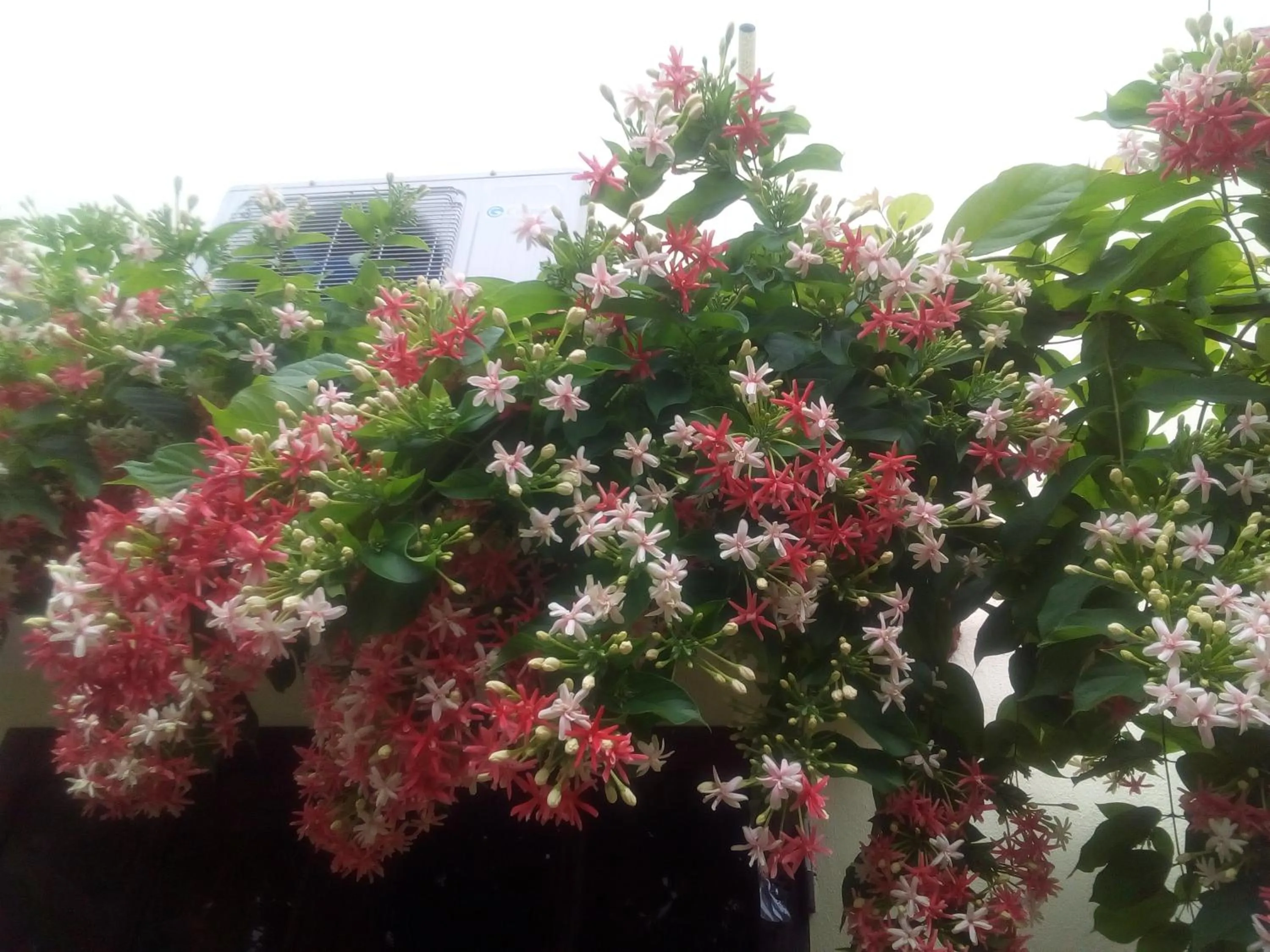 Garden in Tam Coc Smile Homestay