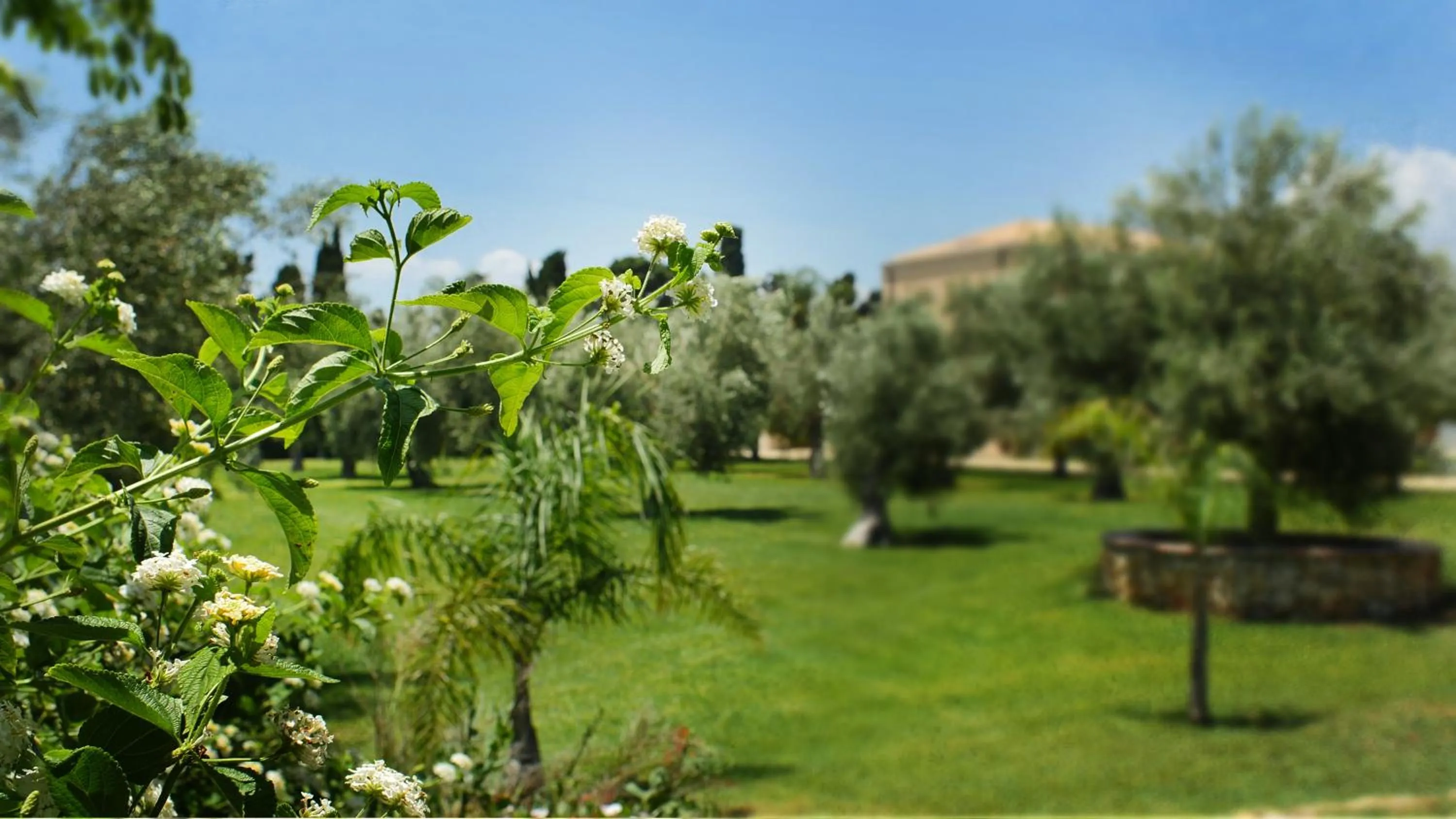 Garden in Hotel Villa Fanusa