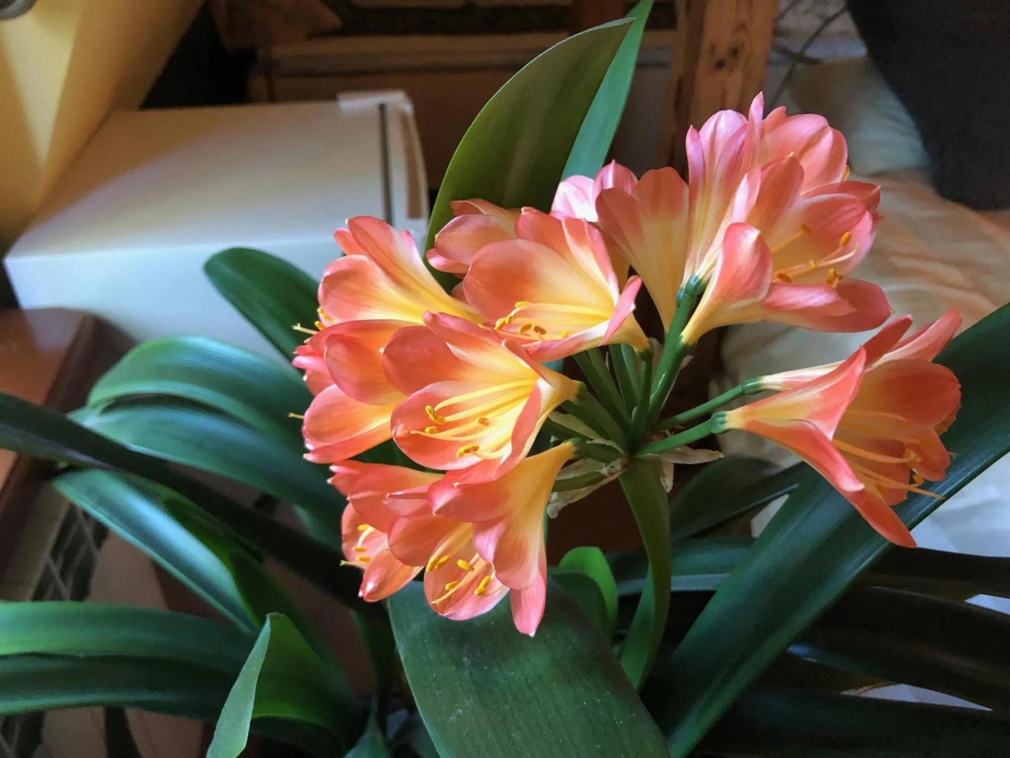 Decorative detail in Paivilla Boutique Hotel