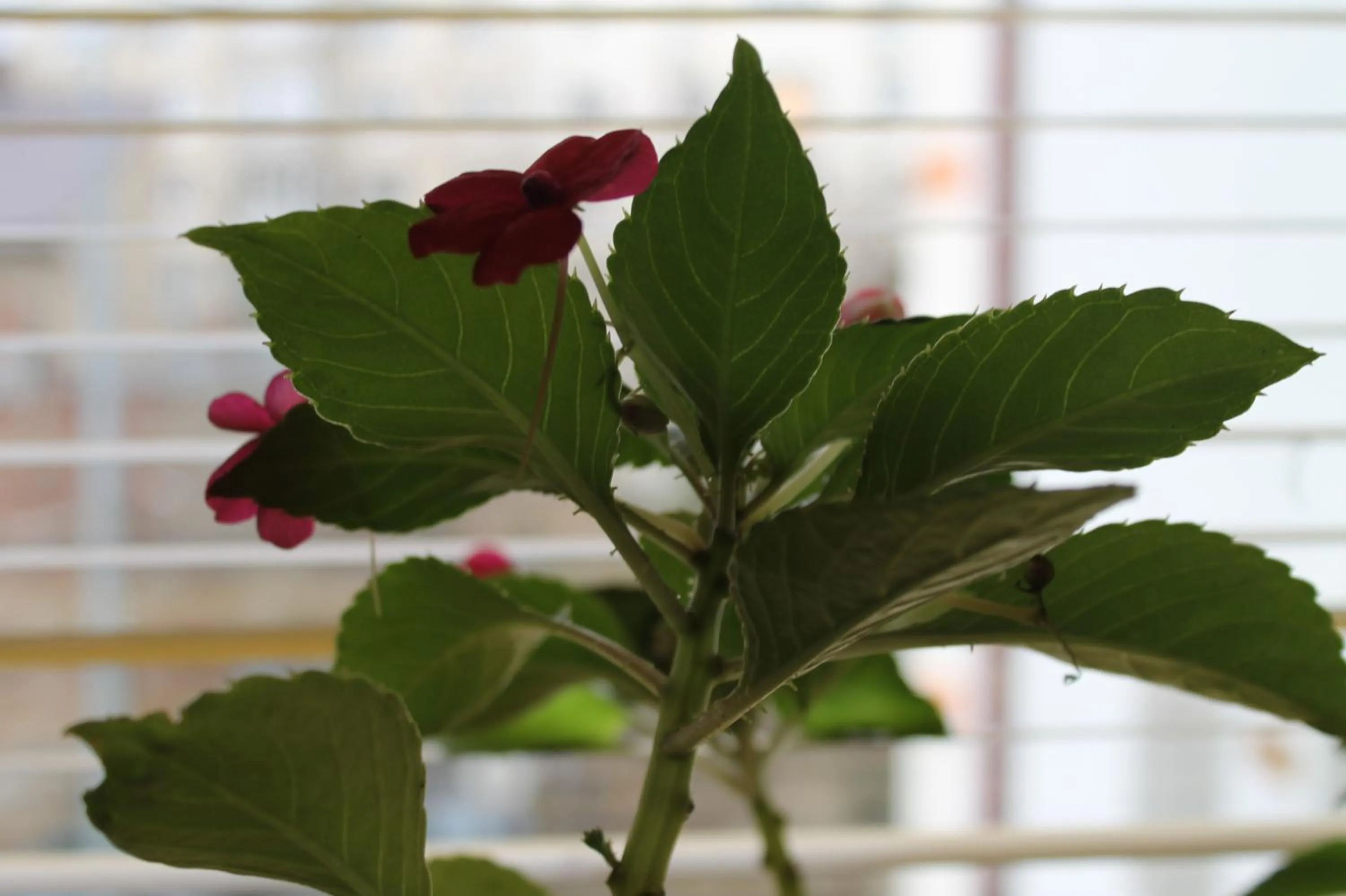 Decorative detail in Casa Sofia