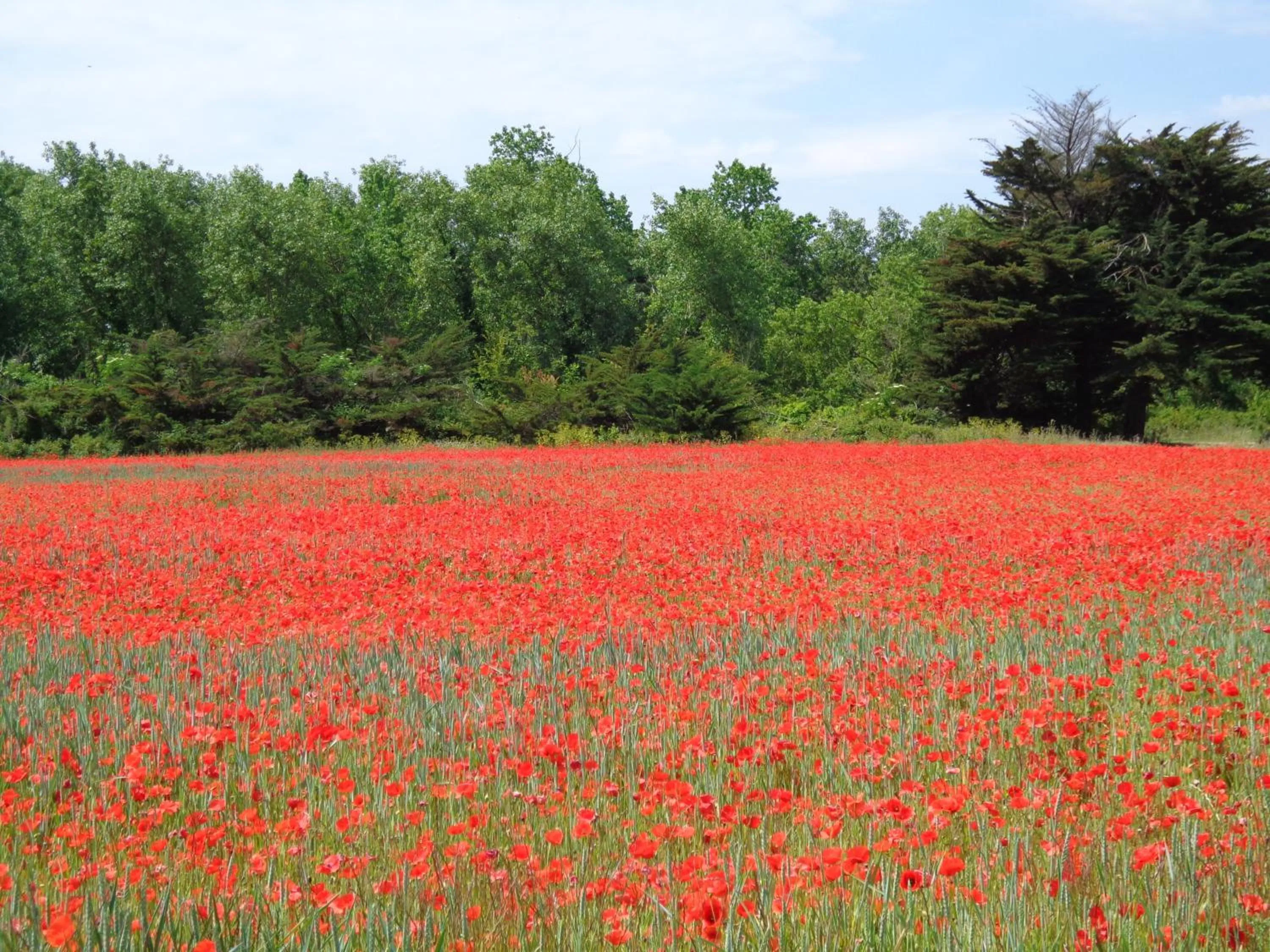 Spring in Le Chat Botté