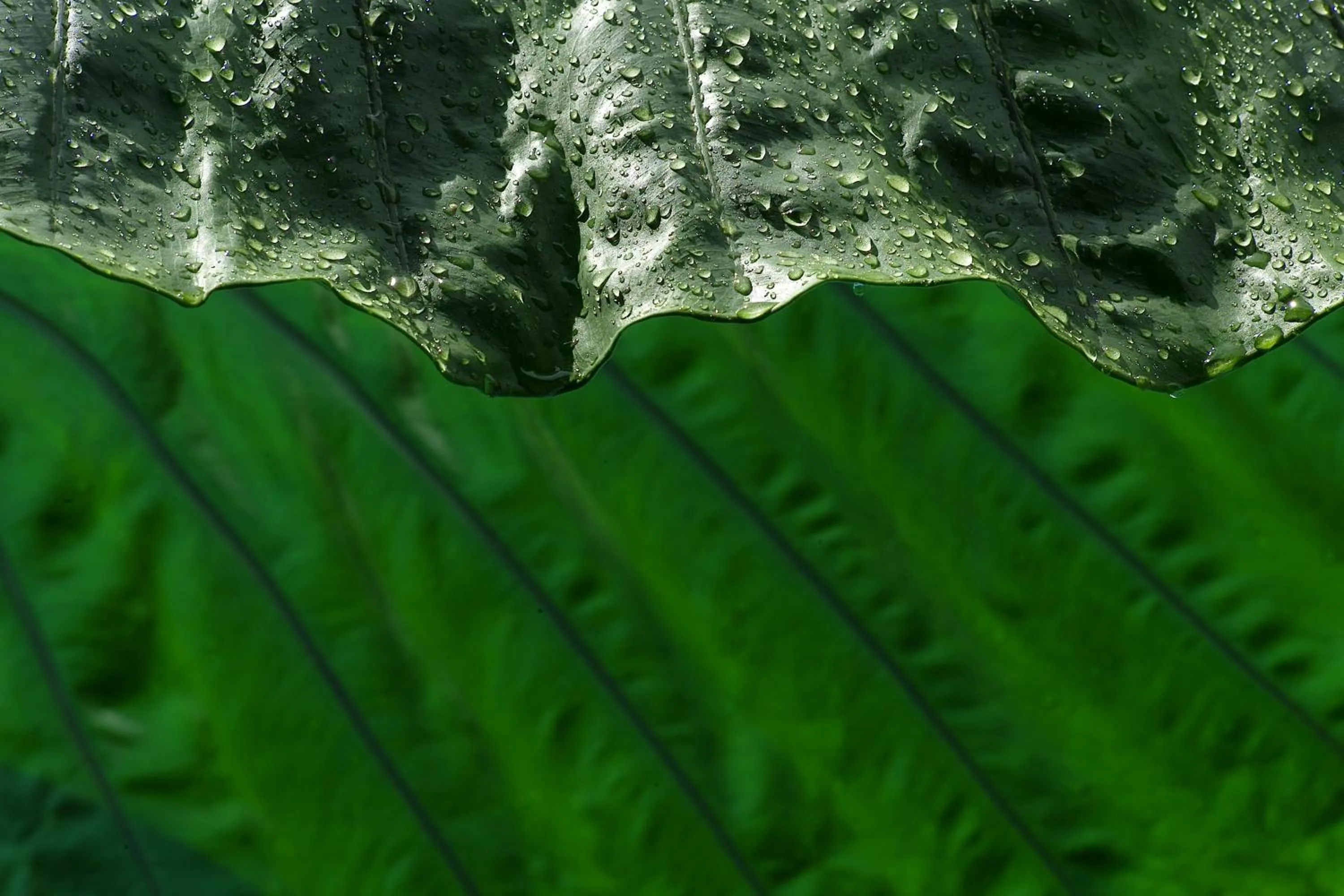 Decorative detail in Chandra Residence