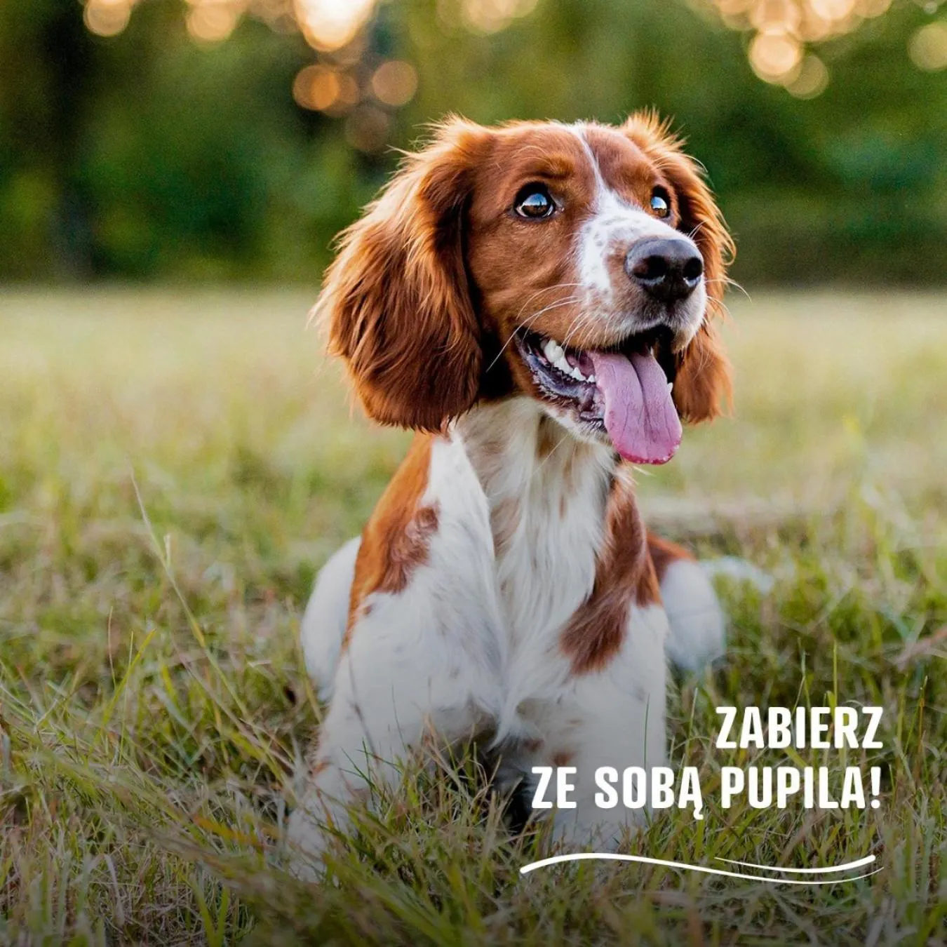 Pets in River Park Zator SPA RESORT