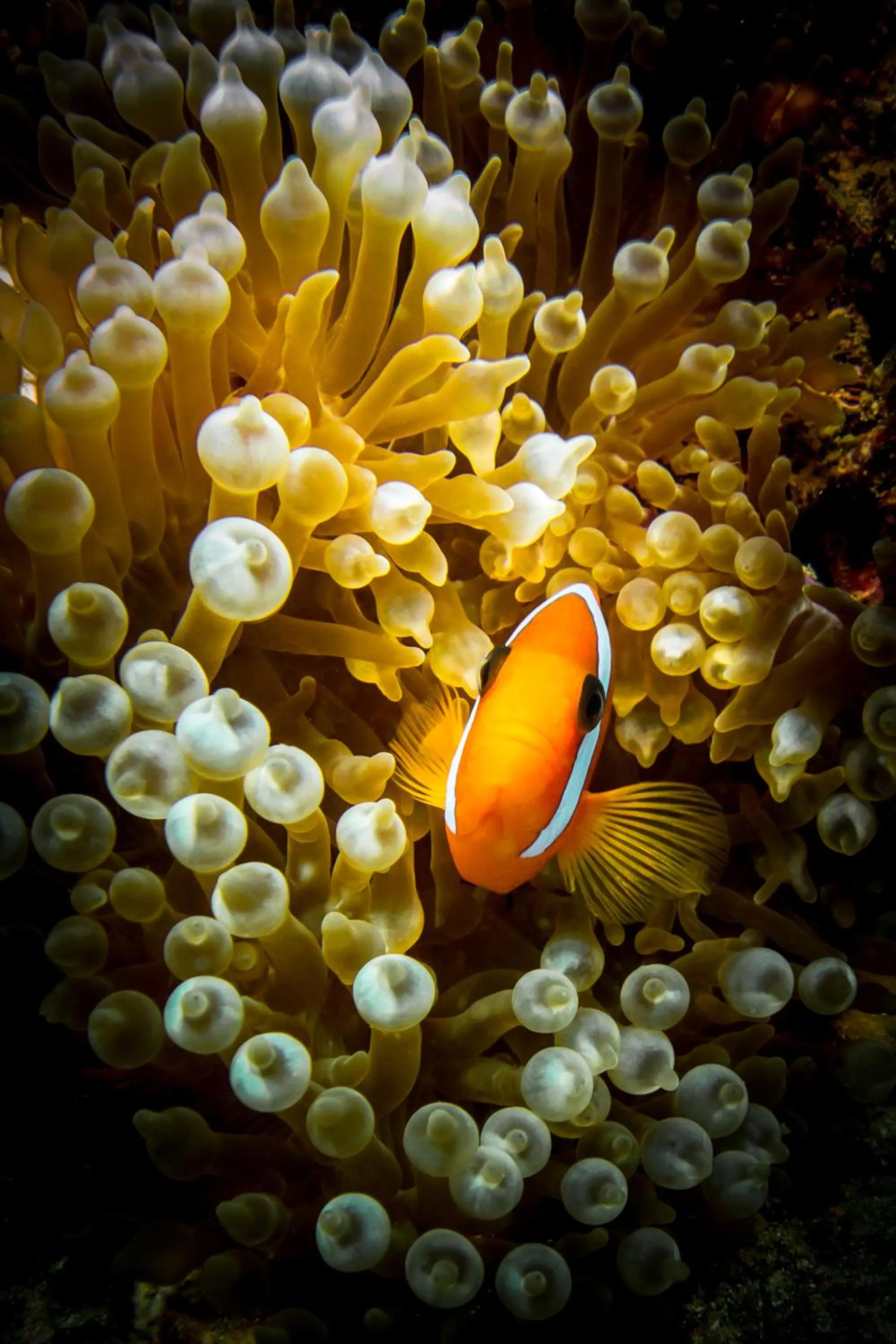 Snorkeling in Iririki Island Resort & Spa