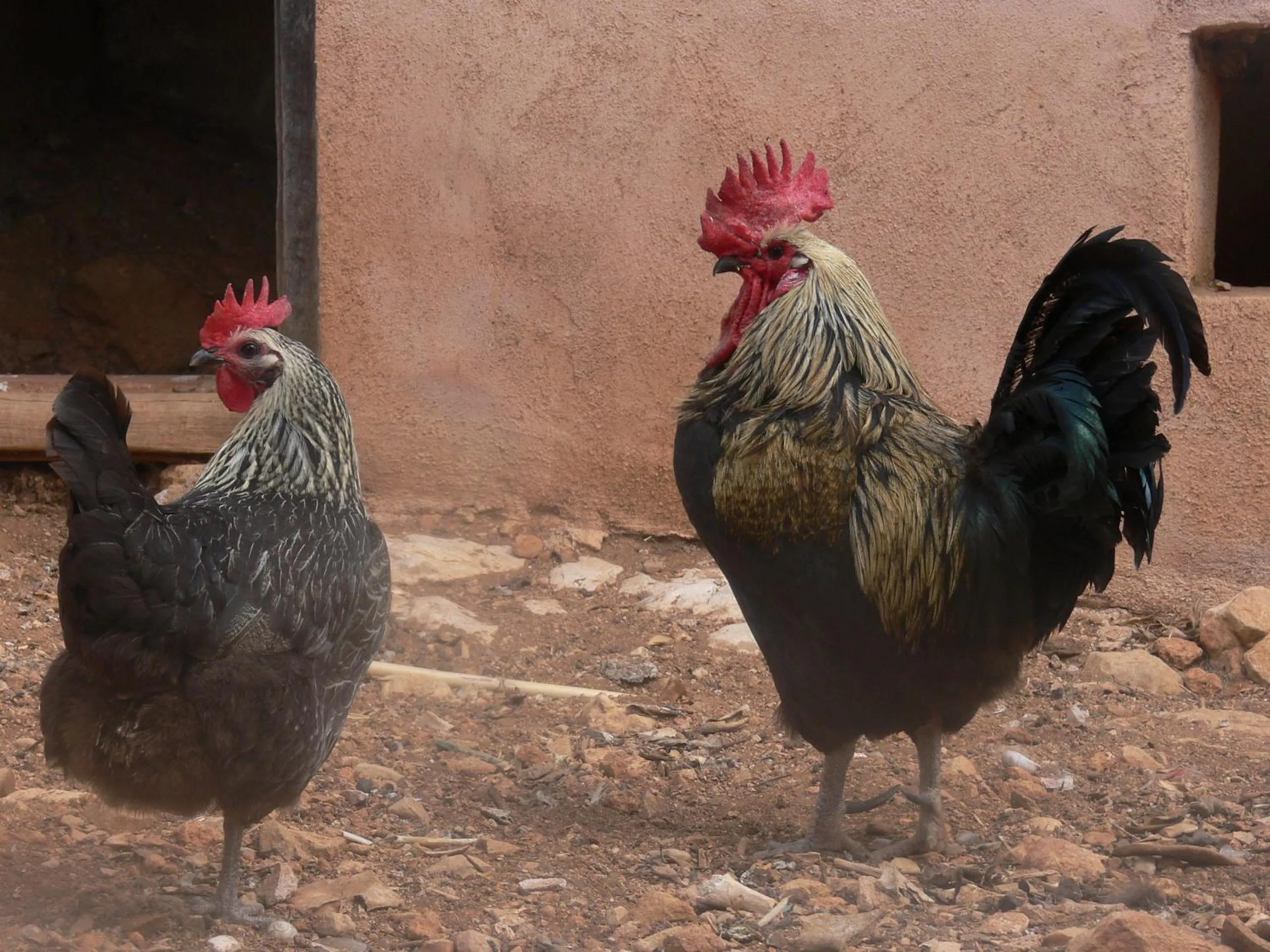 Animals in Pou De Beca Allotjaments i agroturisme