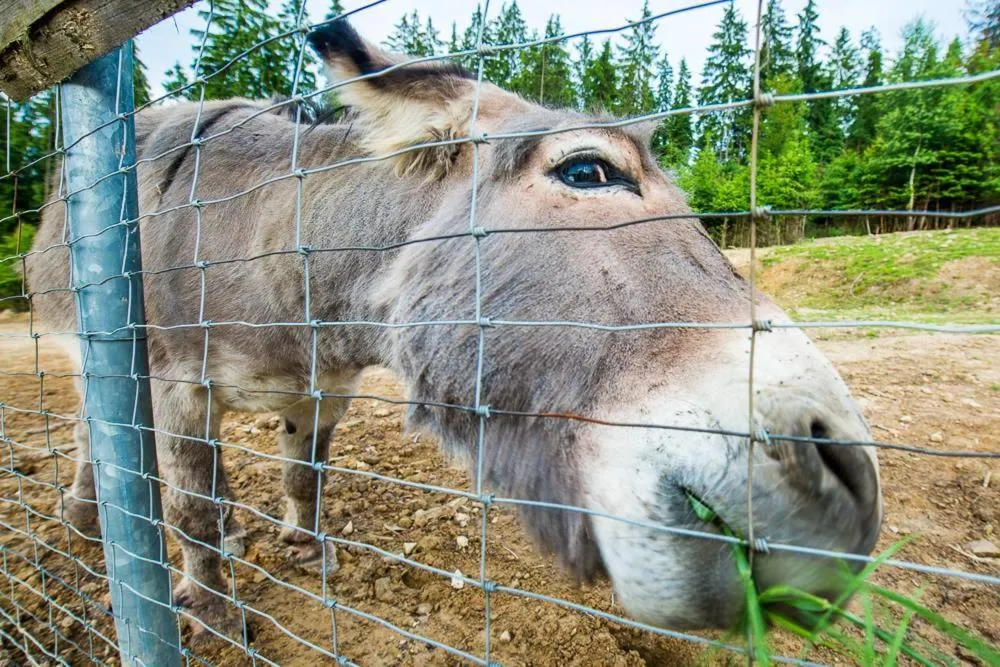 Animals in Kompleks Zagroń Istebna