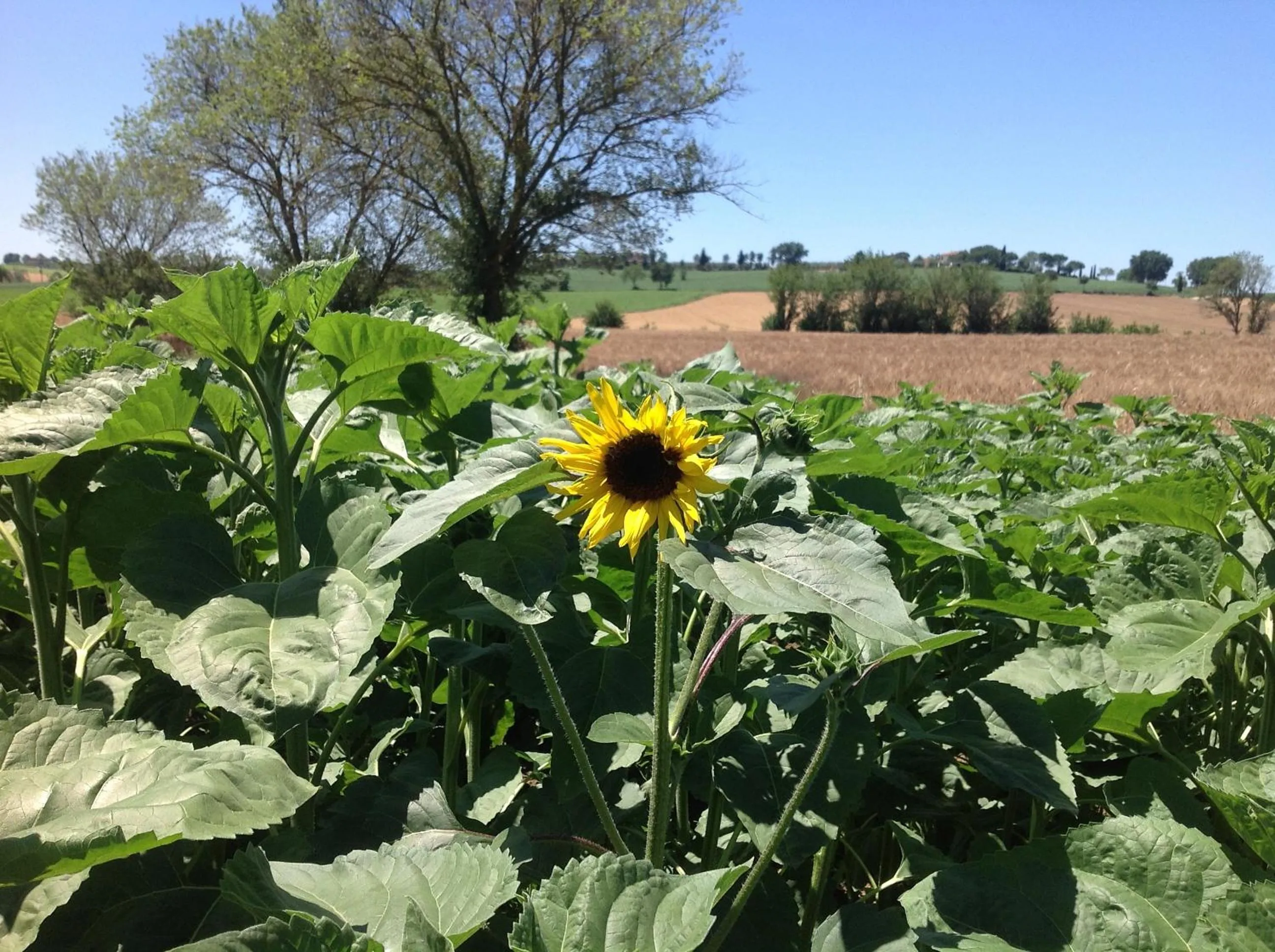 Other in Fattoria Le Giare Agriturismo