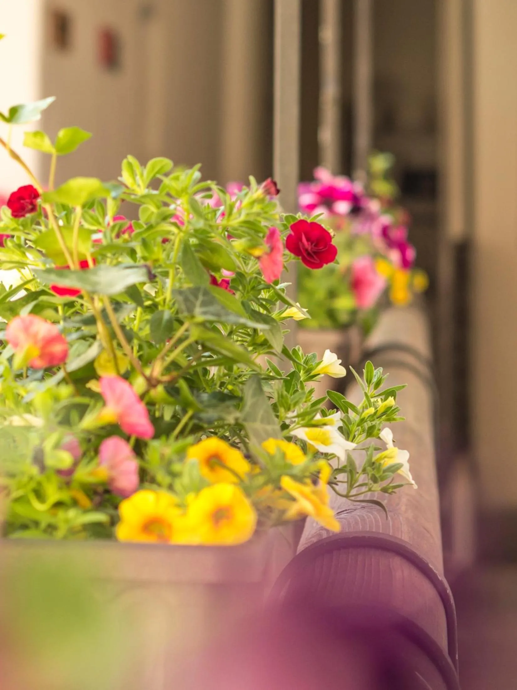 Patio in Hotel Kocour