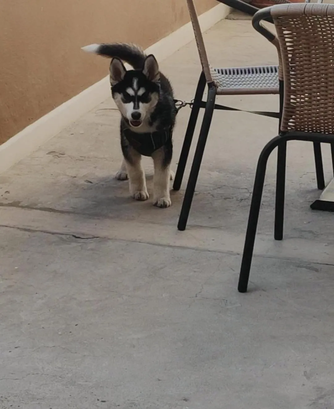 Animals in Hotel Villa del Carmen