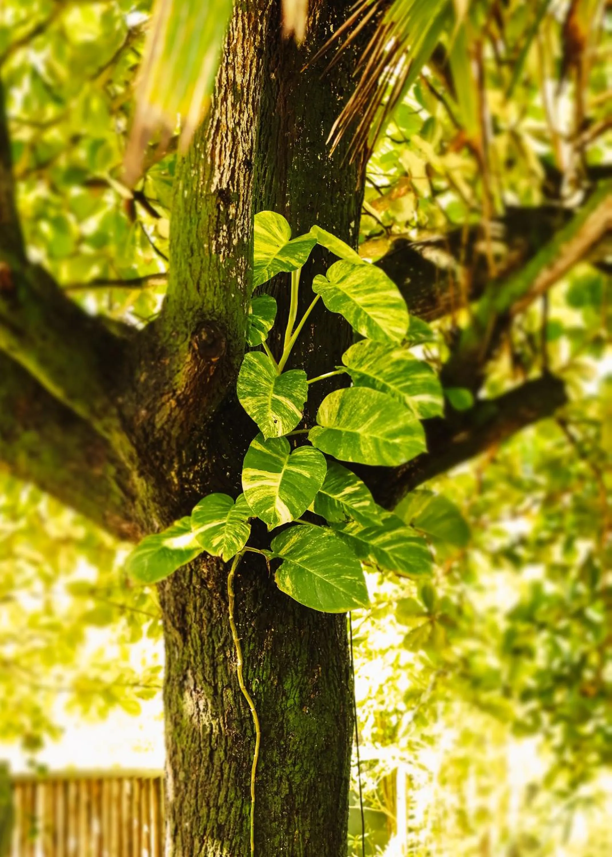 Na Villa dos Algodões