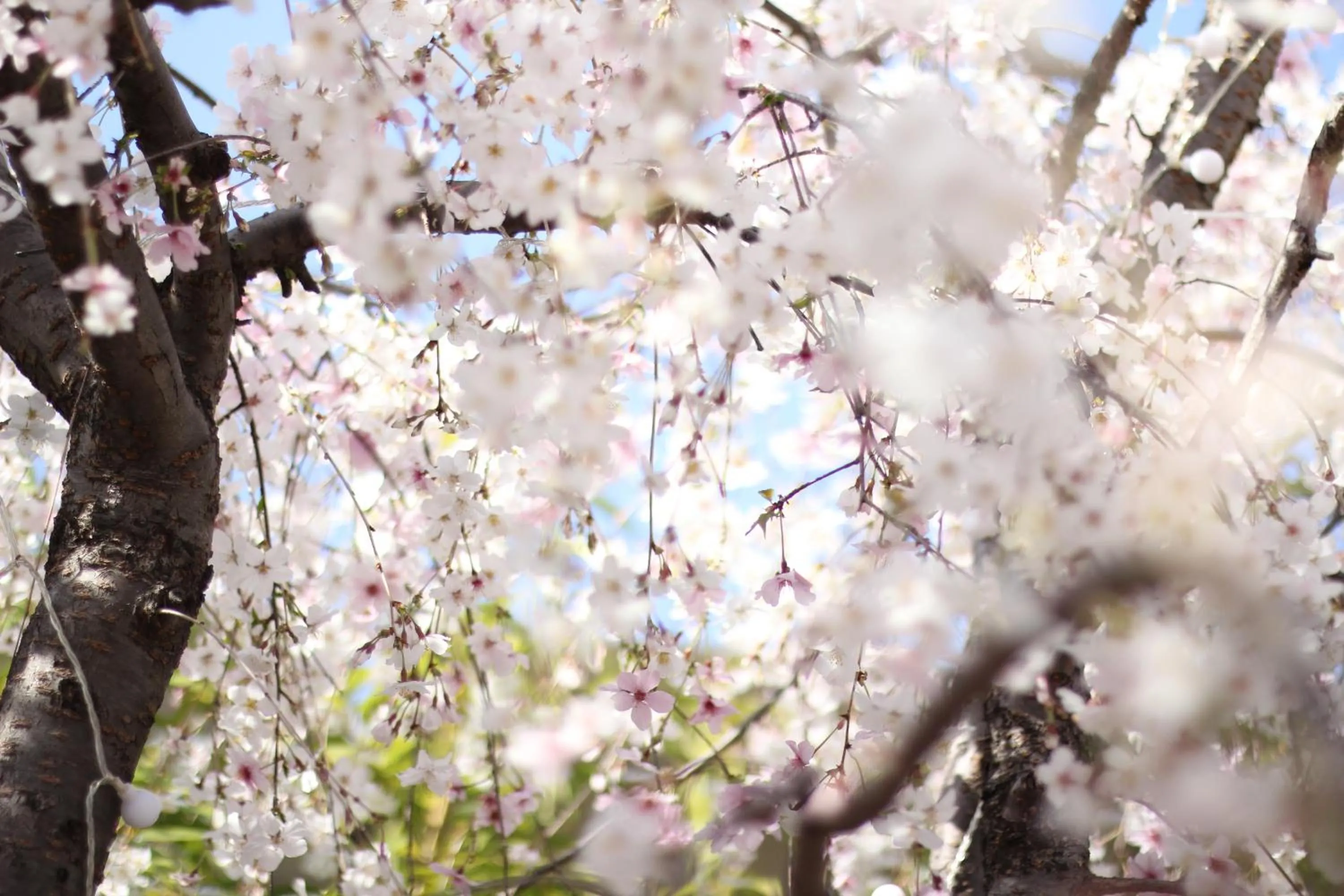 Lounge or bar in THE KITANO HOTEL TOKYO