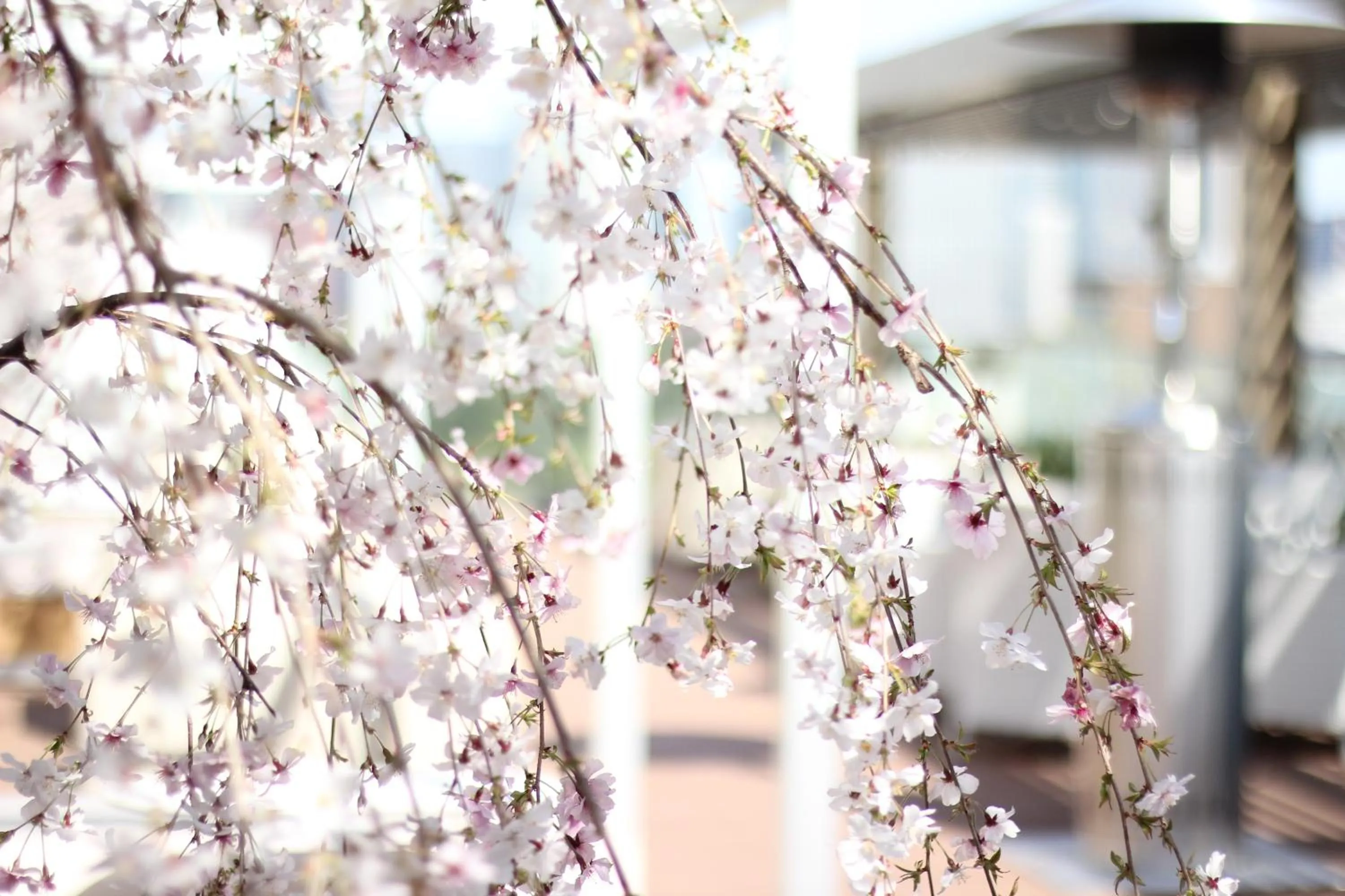 Lounge or bar in THE KITANO HOTEL TOKYO