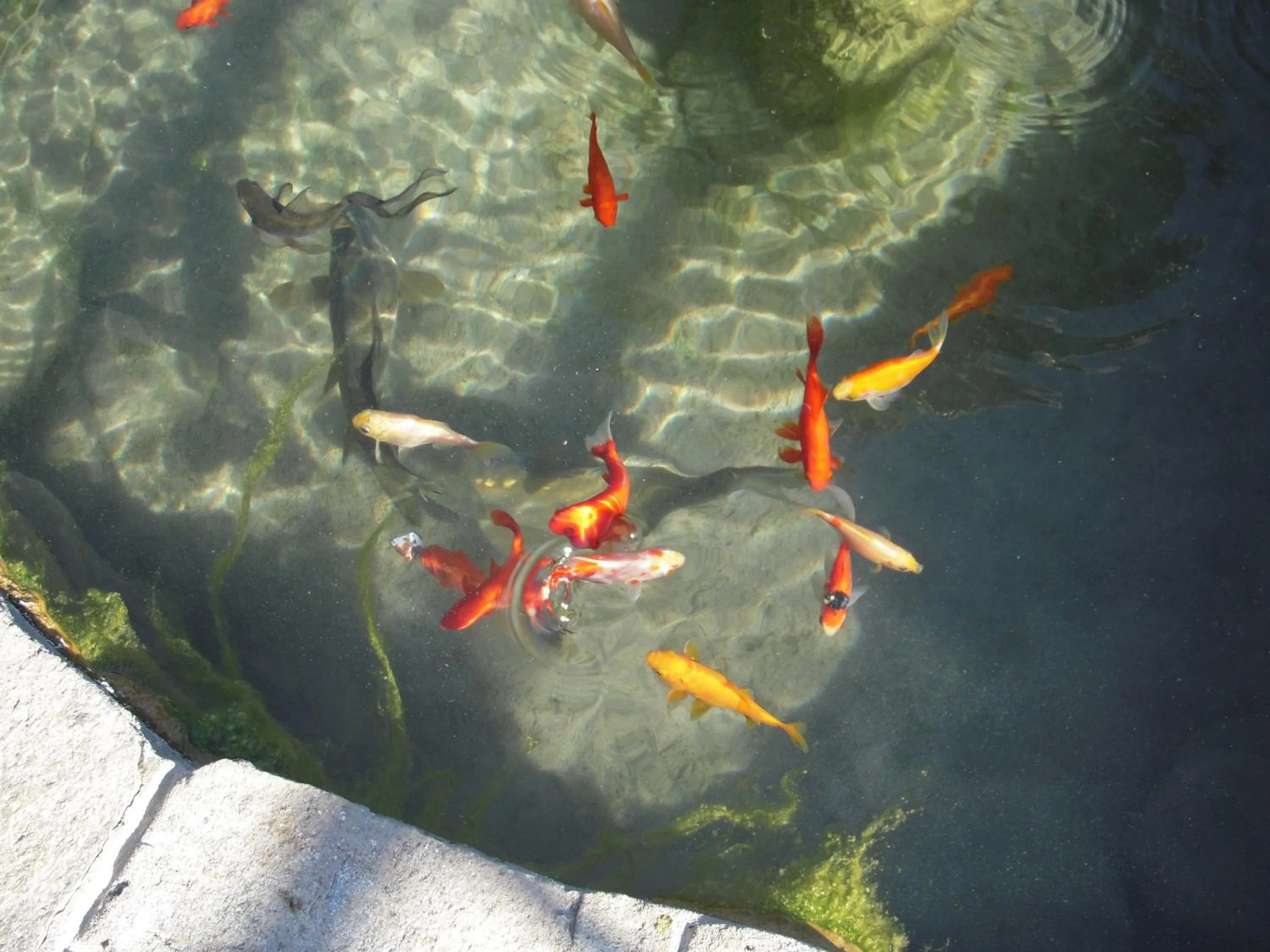 Animals in Residence Hotel Edy