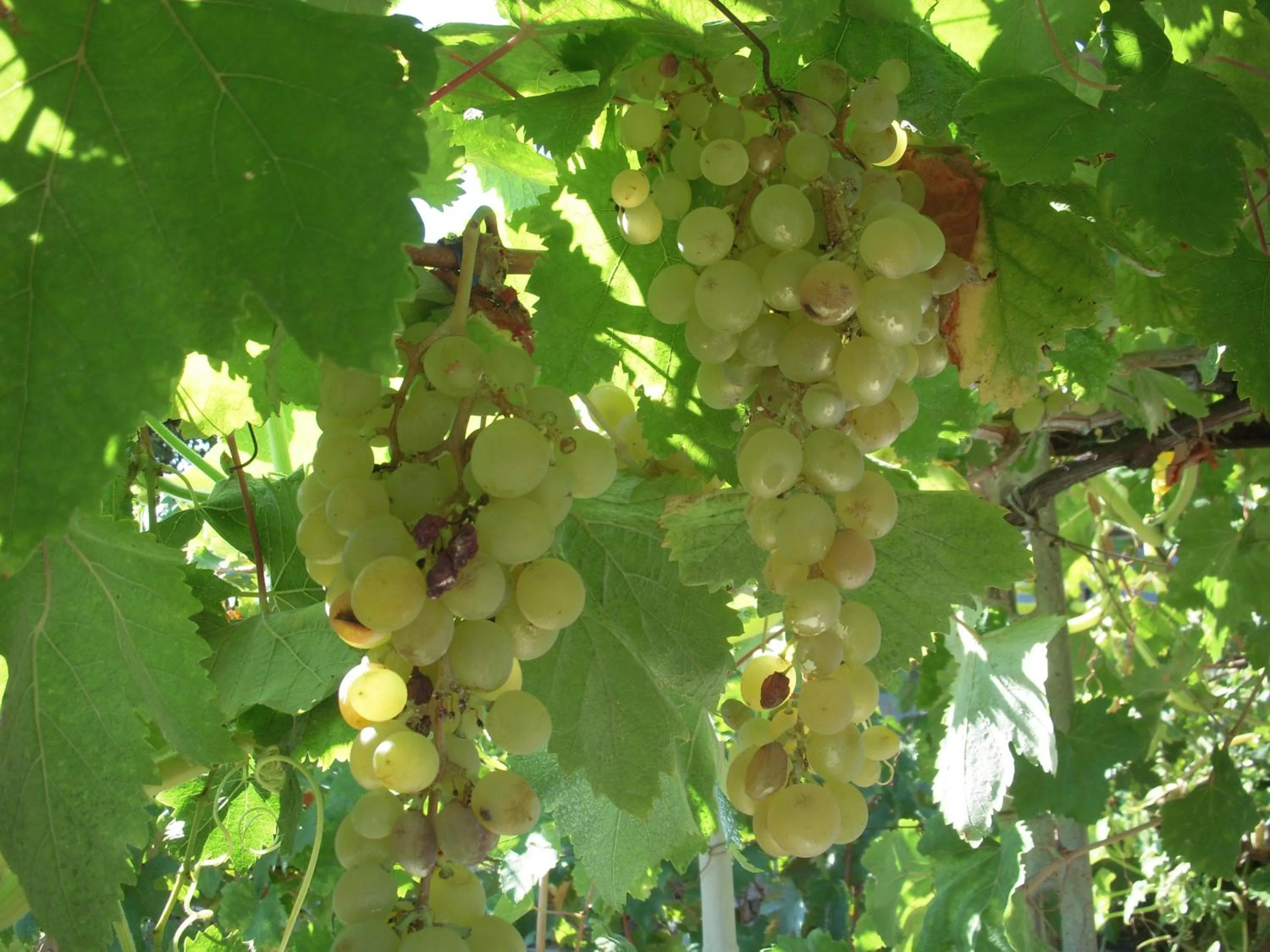 Natural landscape in Residence Hotel Edy