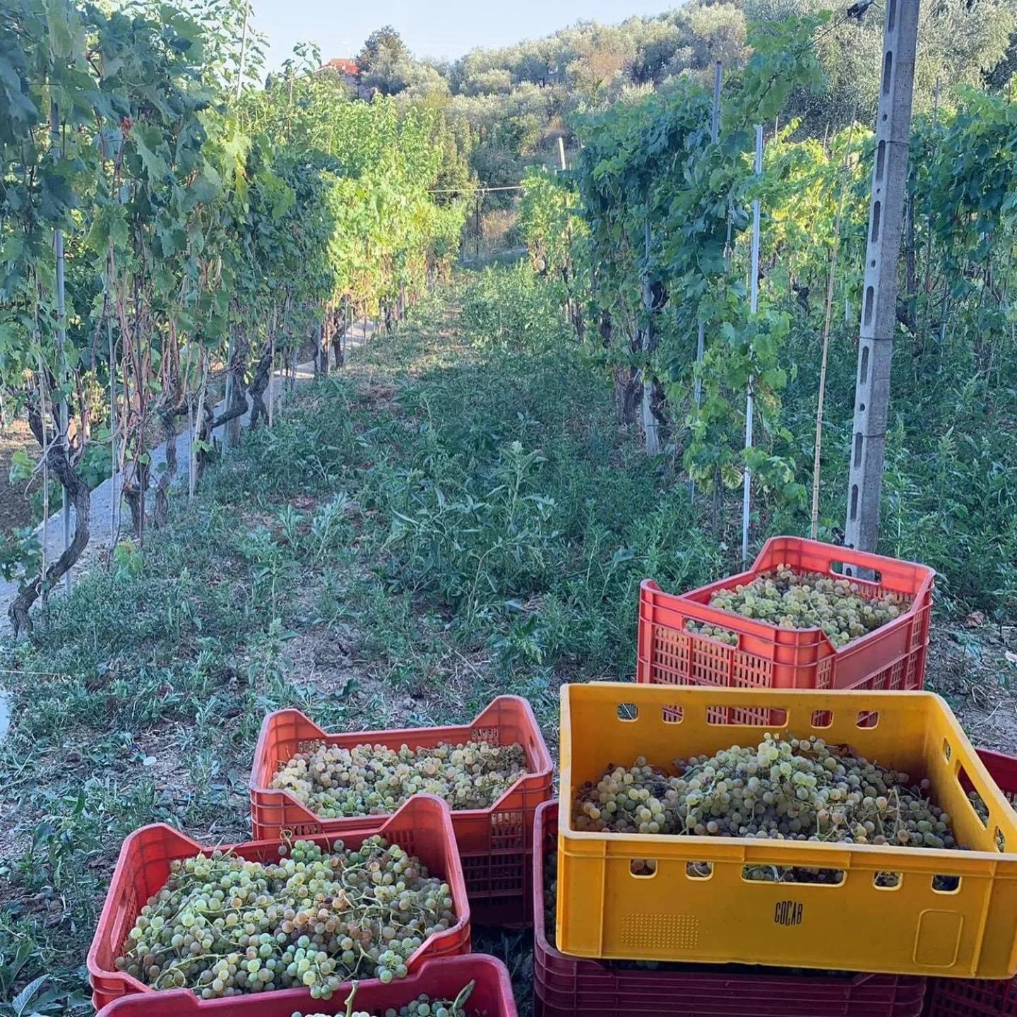 Natural landscape in Residence Hotel Edy