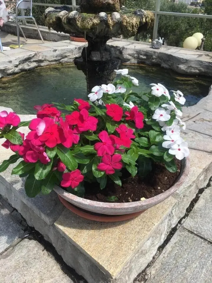 Garden in Residence Hotel Edy