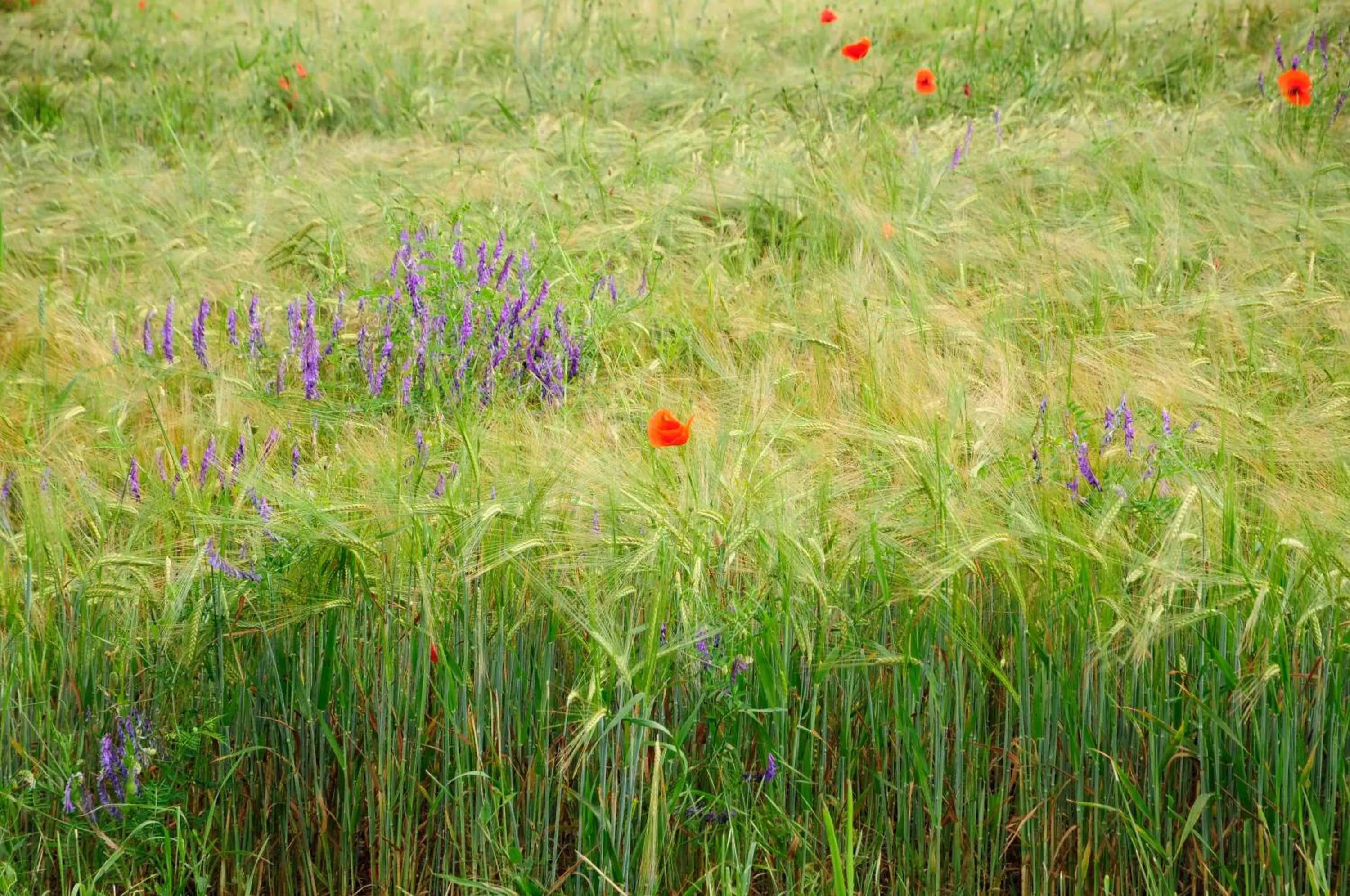 Natural landscape in Hotel Schlossresidenz Heitzenhofen