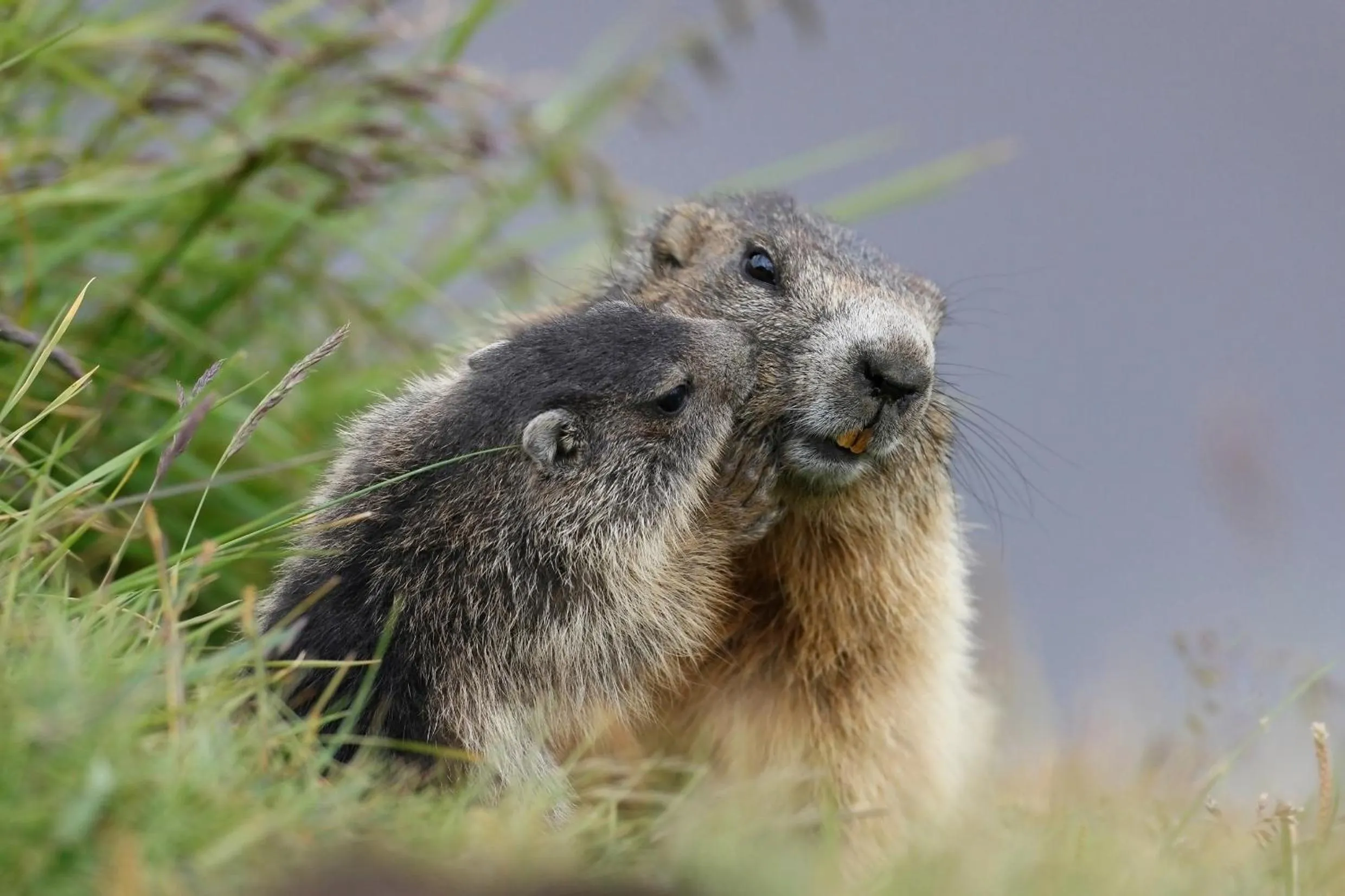 Animals in Hotel il Caminetto Sport