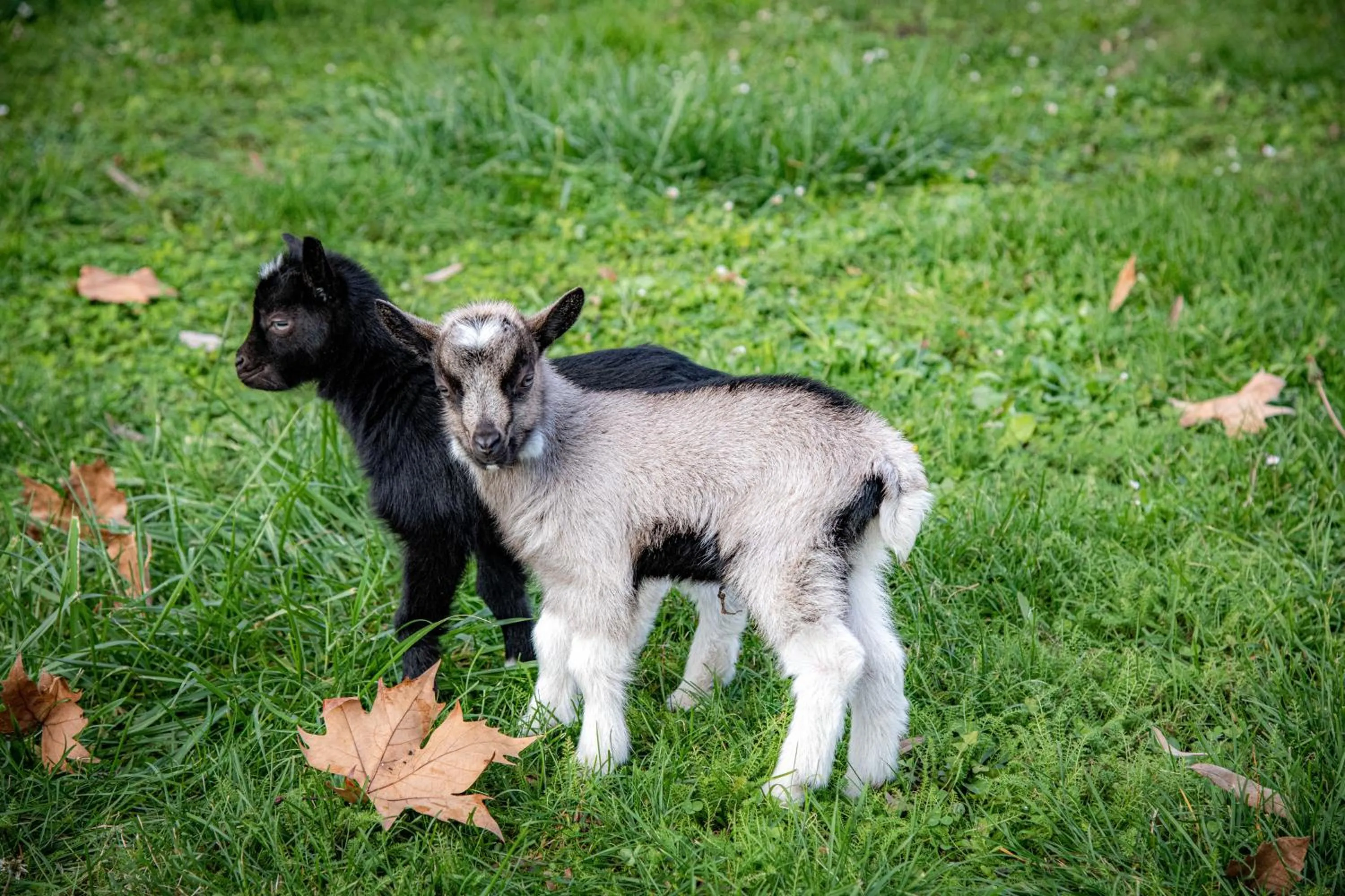 Animals in Dráva Hotel Thermal Resort