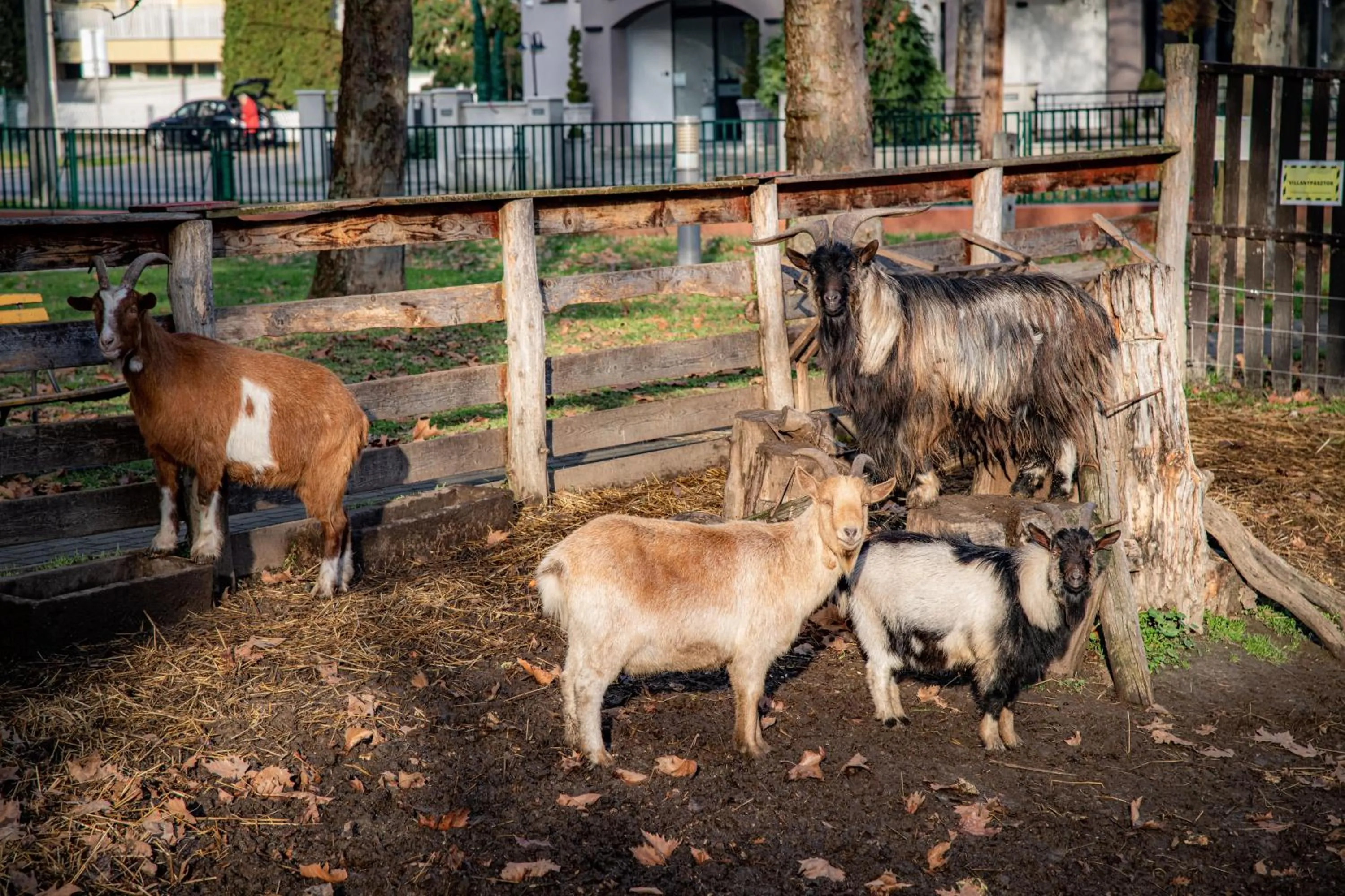 Animals in Dráva Hotel Thermal Resort