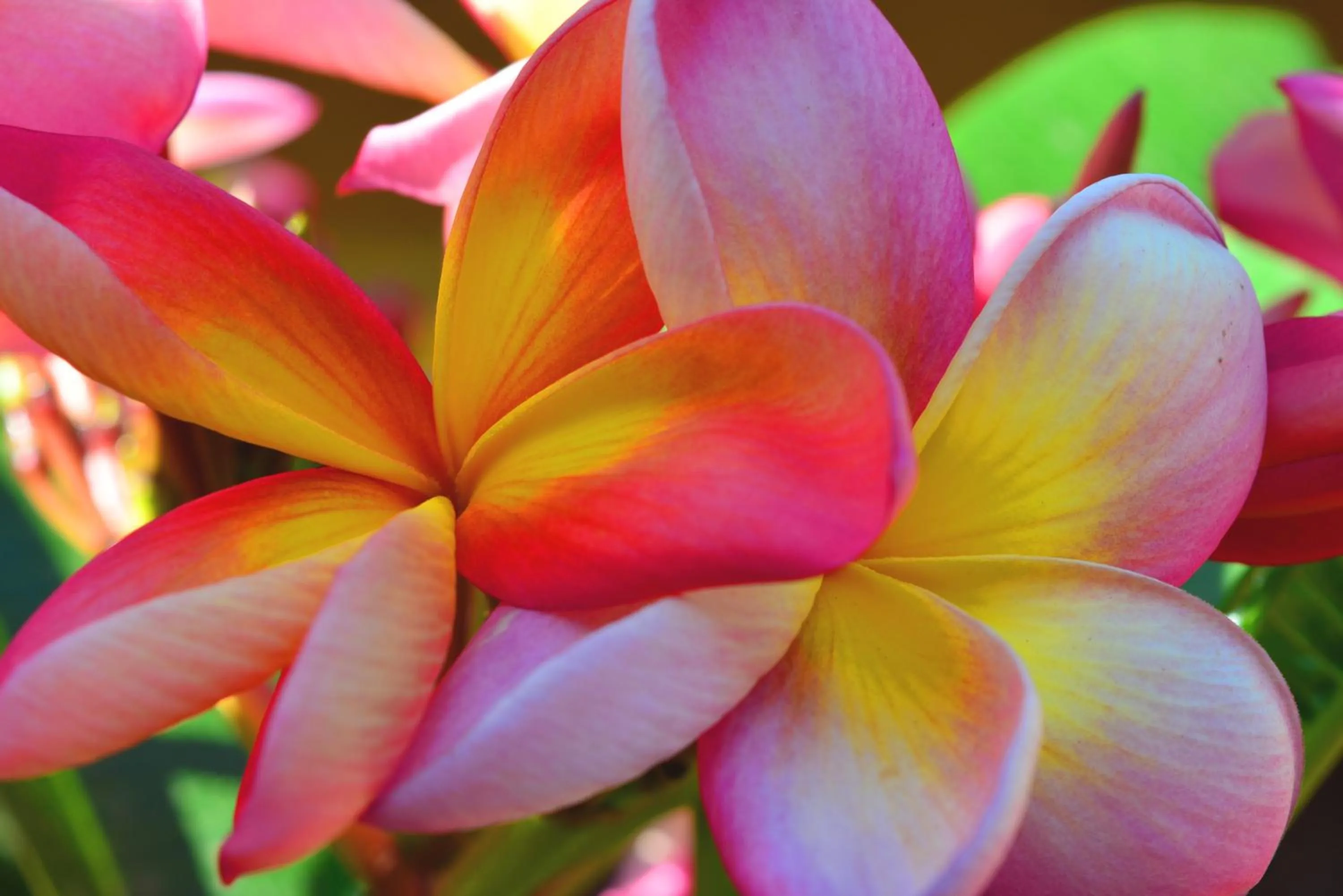 Spring in Lantana Resort Hotel&Apartments