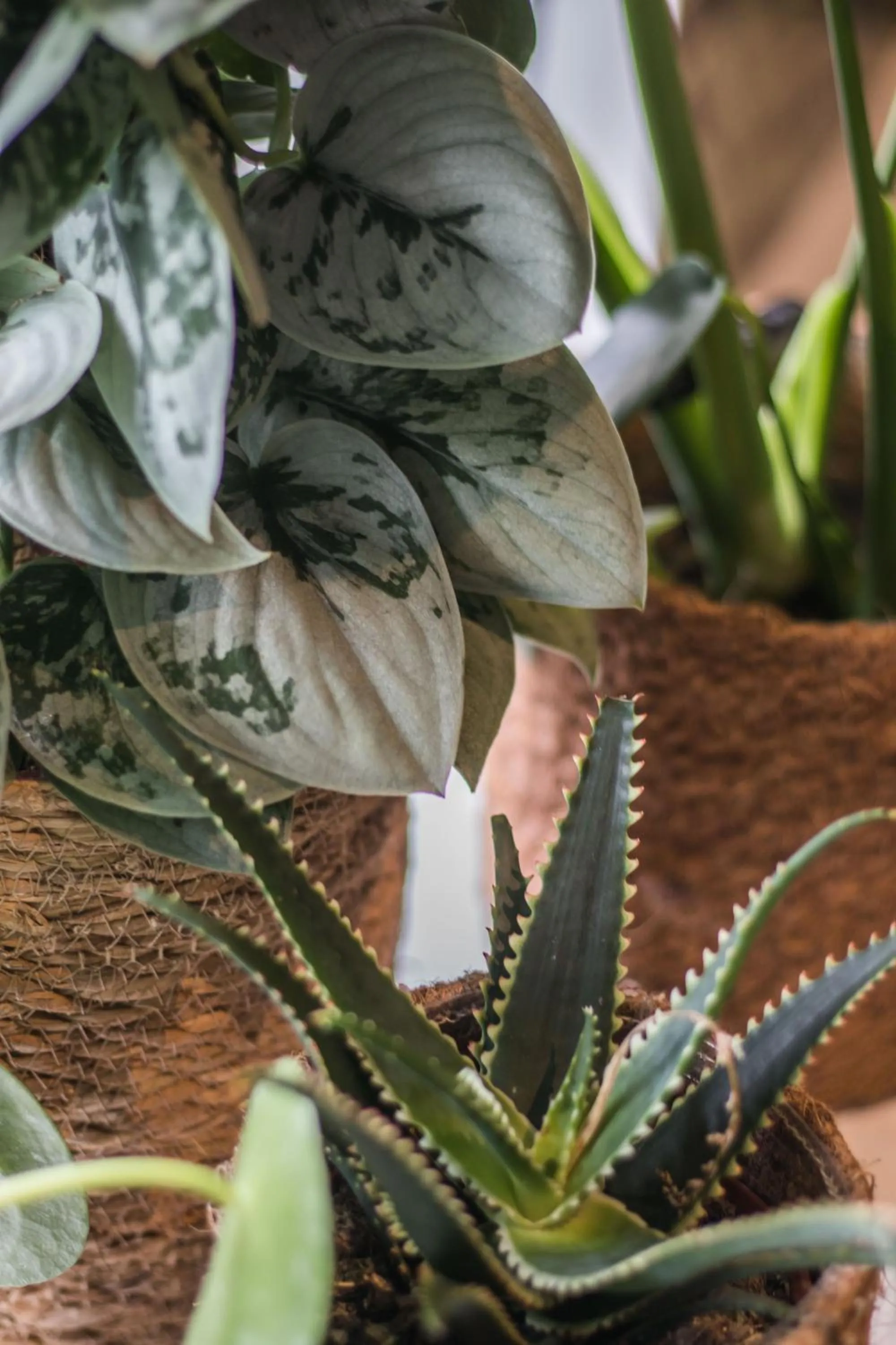 Restaurant/places to eat in Hotel & Apartments Bibois Leuven