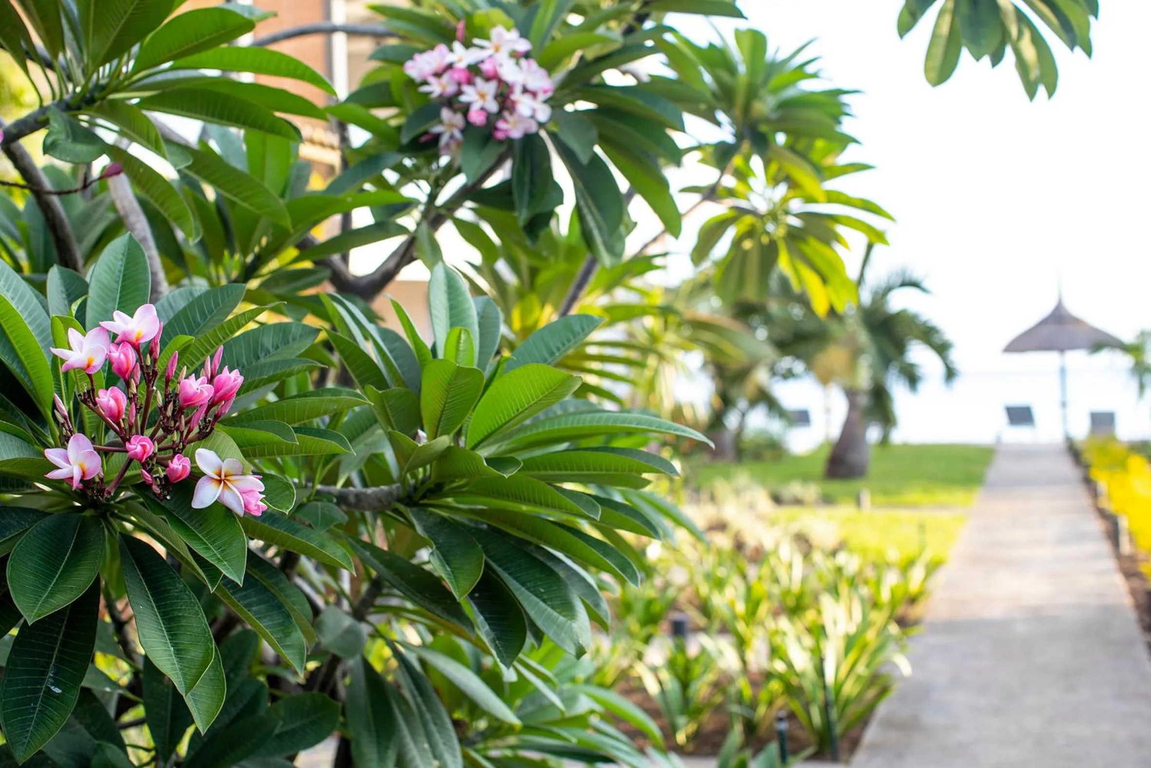 La Mariposa Mauritius