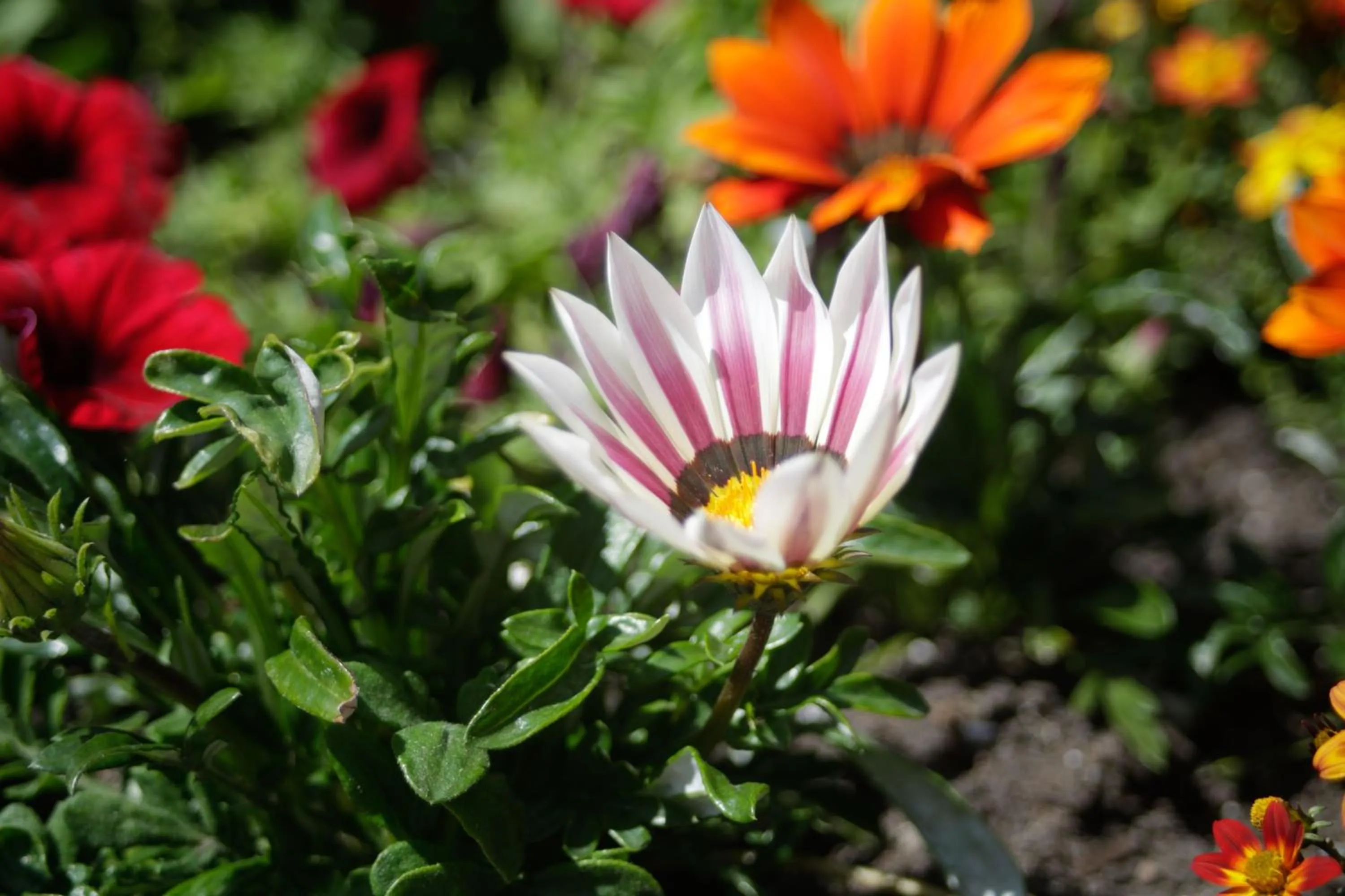 Summer in High Country Inn