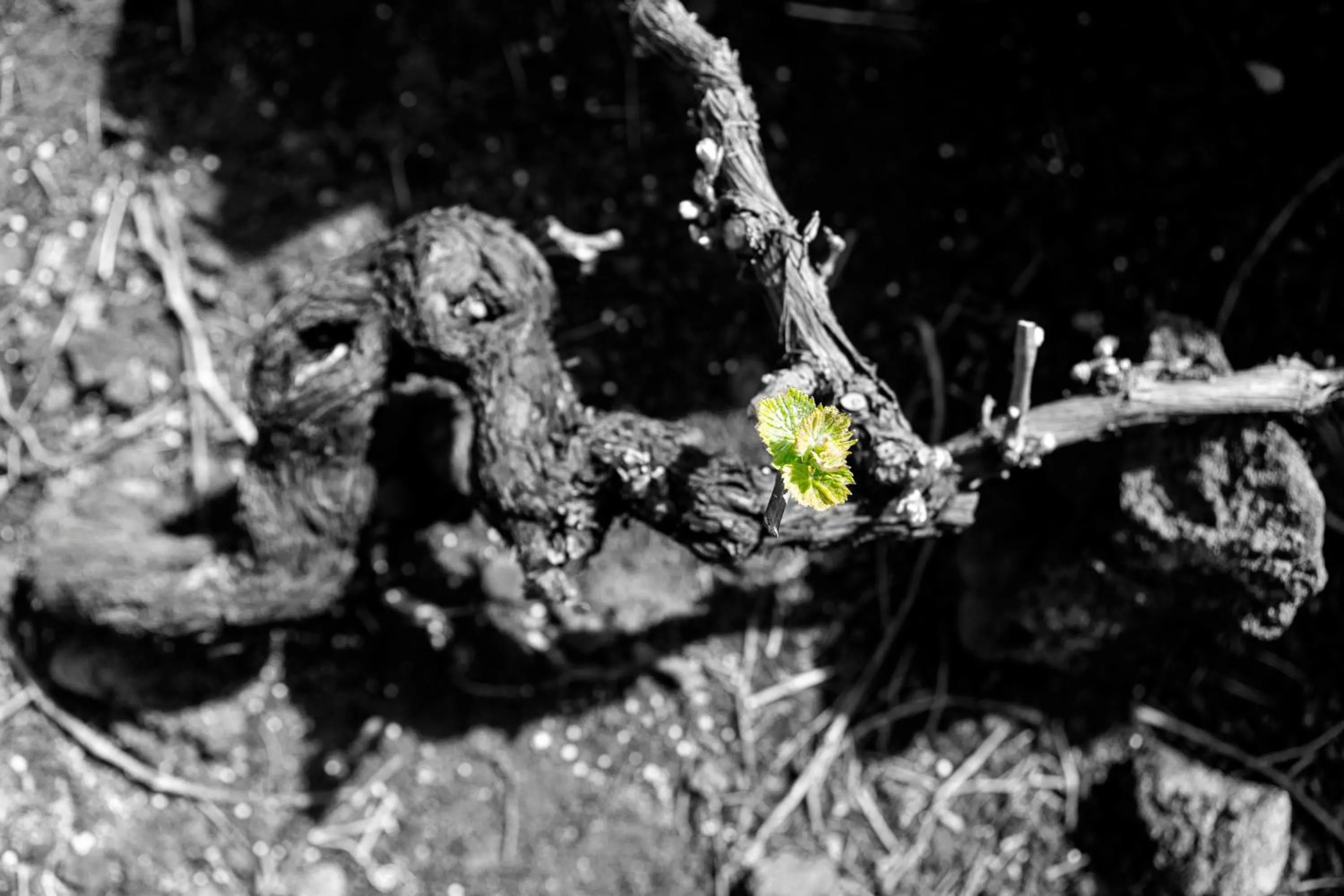 Nearby landmark in Vila Barca