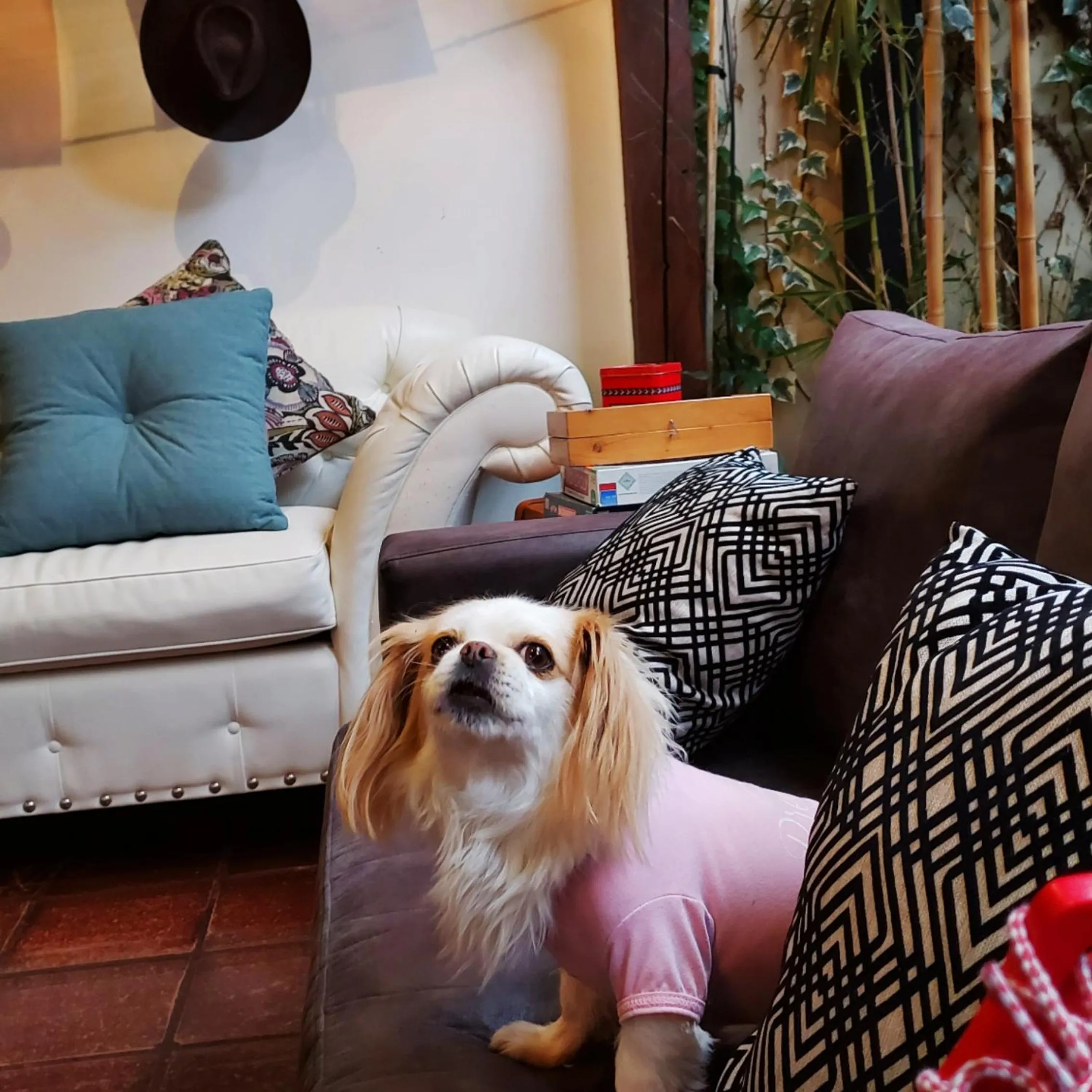 Animals in Hotel La Farola