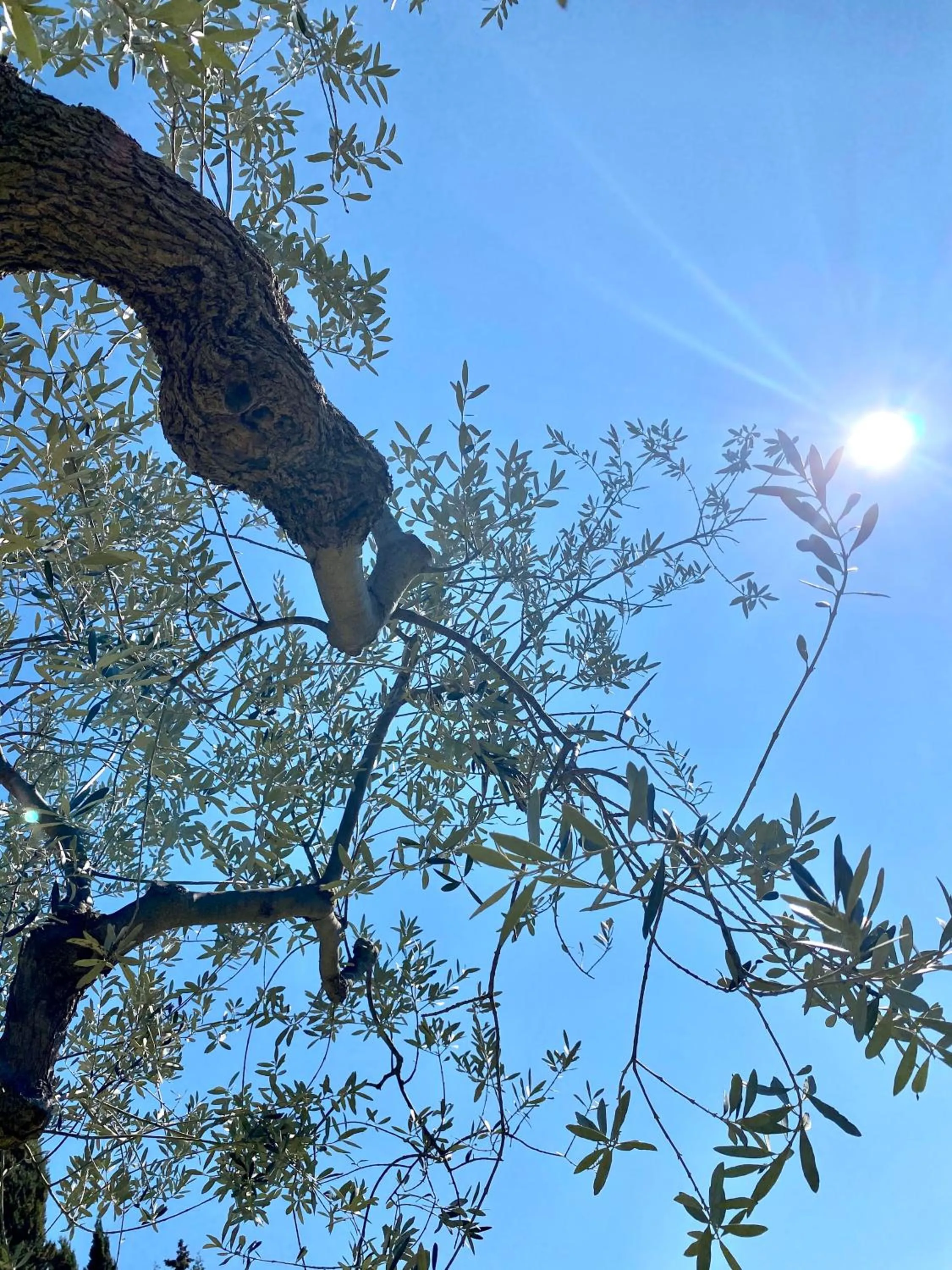 Natural landscape in Villa Francesca