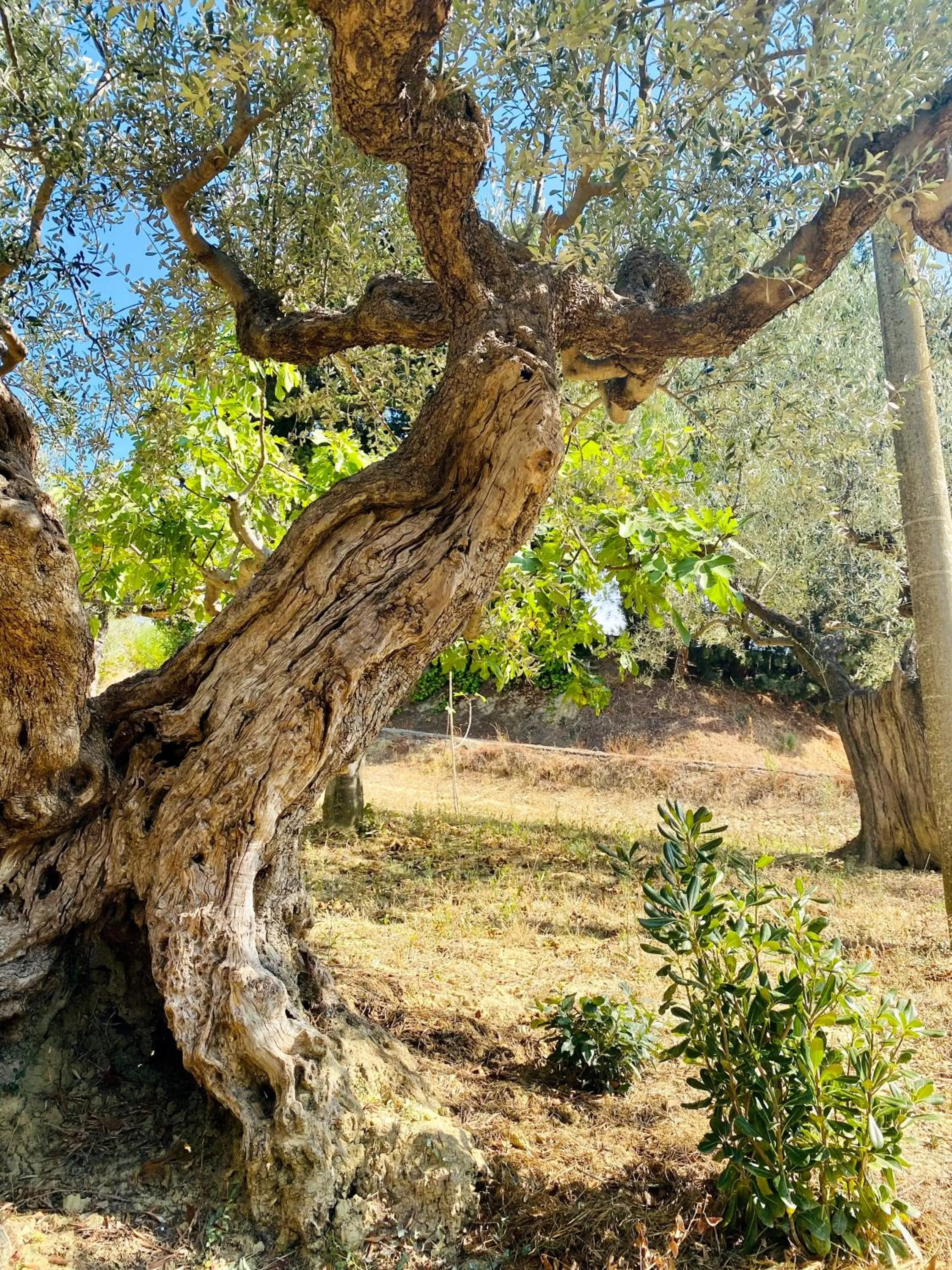 Natural landscape in Villa Francesca