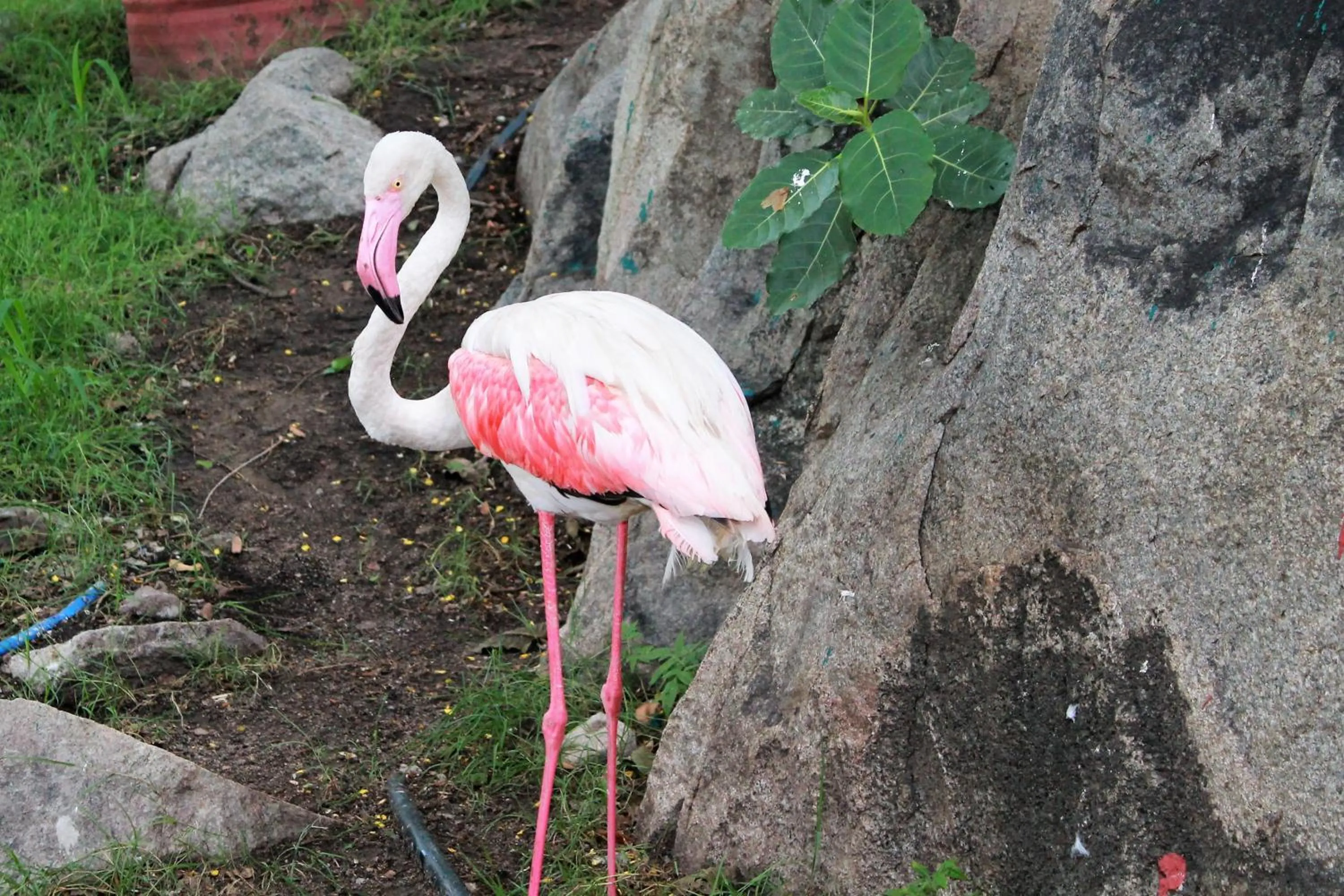 Animals in Wag Hill Lodge & Spa