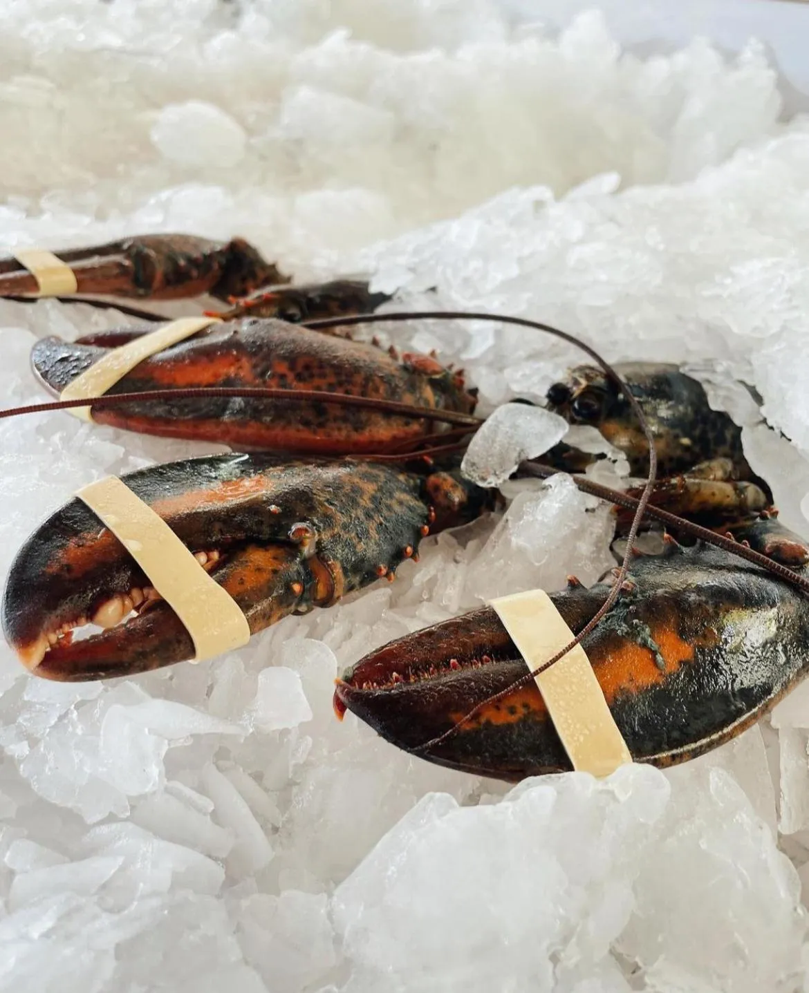 Restaurant/places to eat in Hotel Gri-Mar