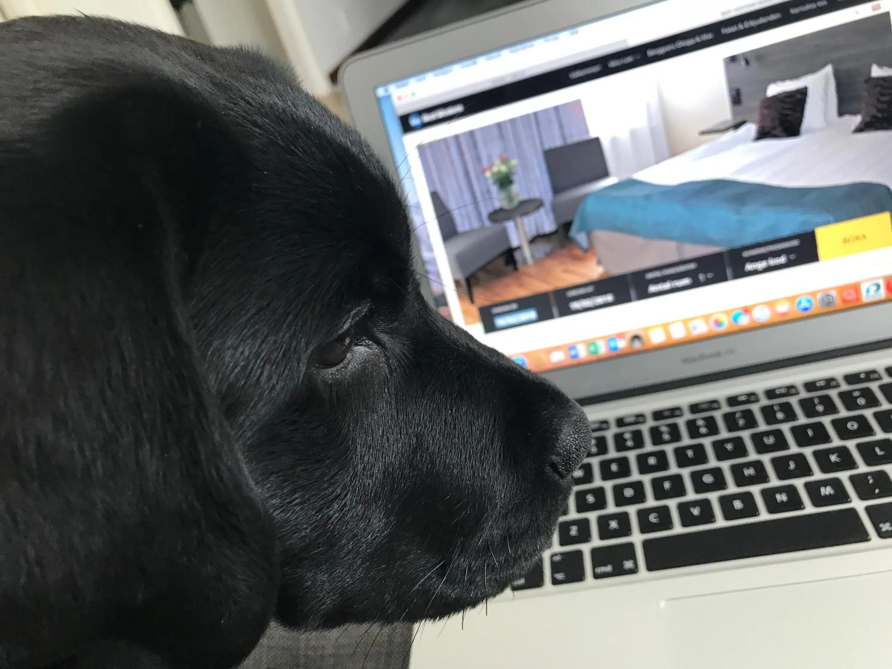 Pets in Best Western Motala Stadshotell