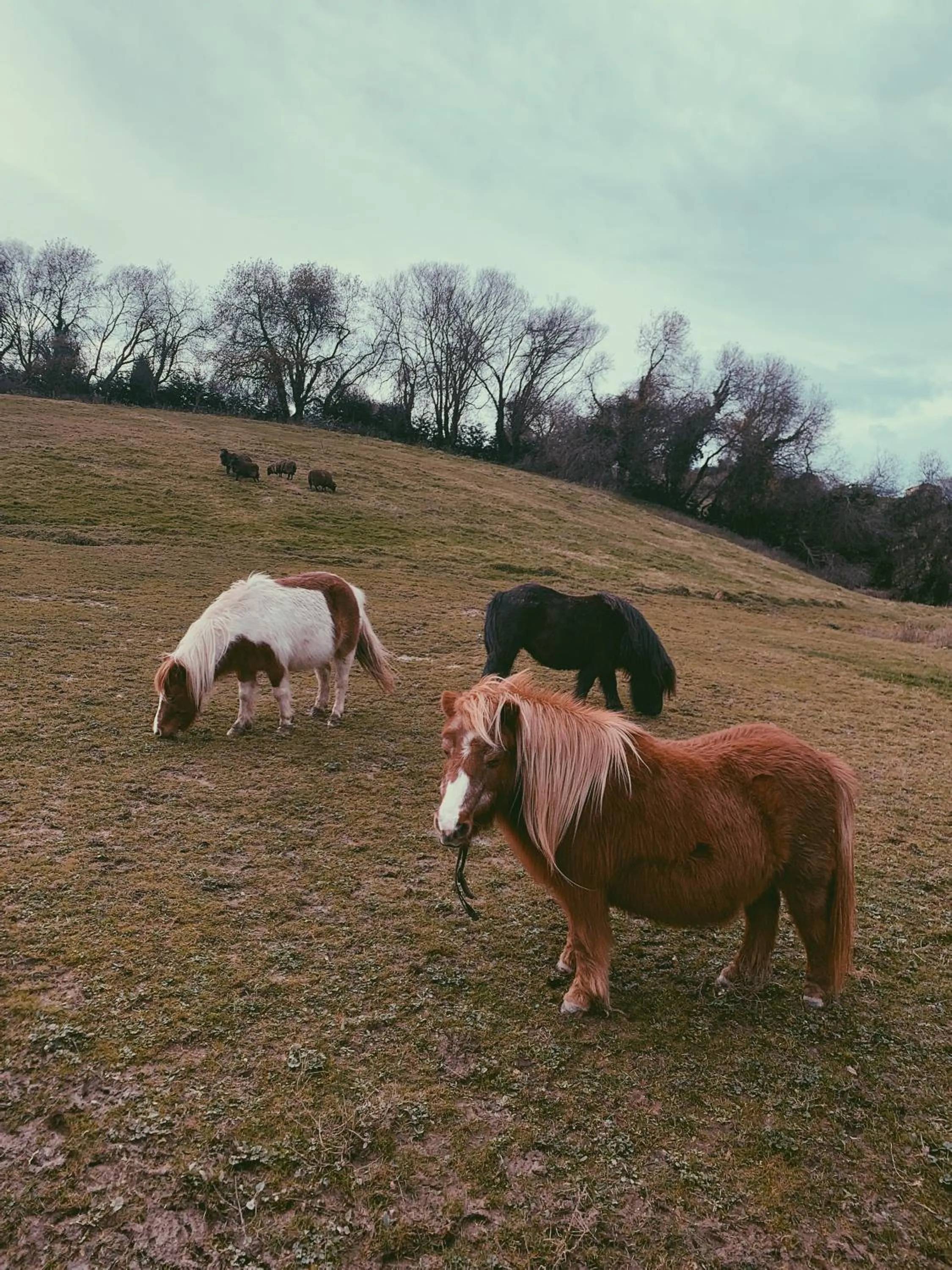 La Fuentona de Santillana