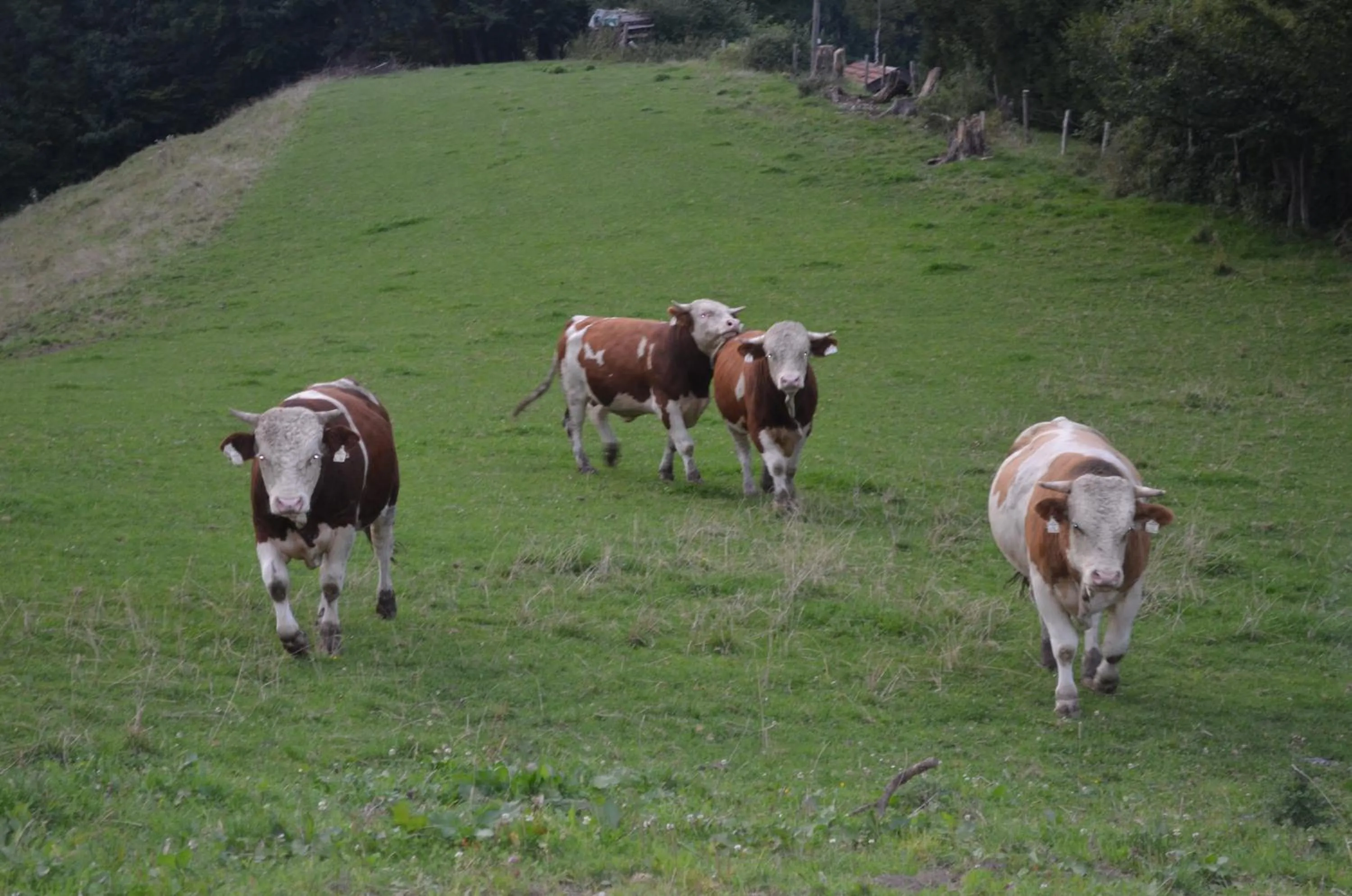 Animals in Gasthof Alte Tanne