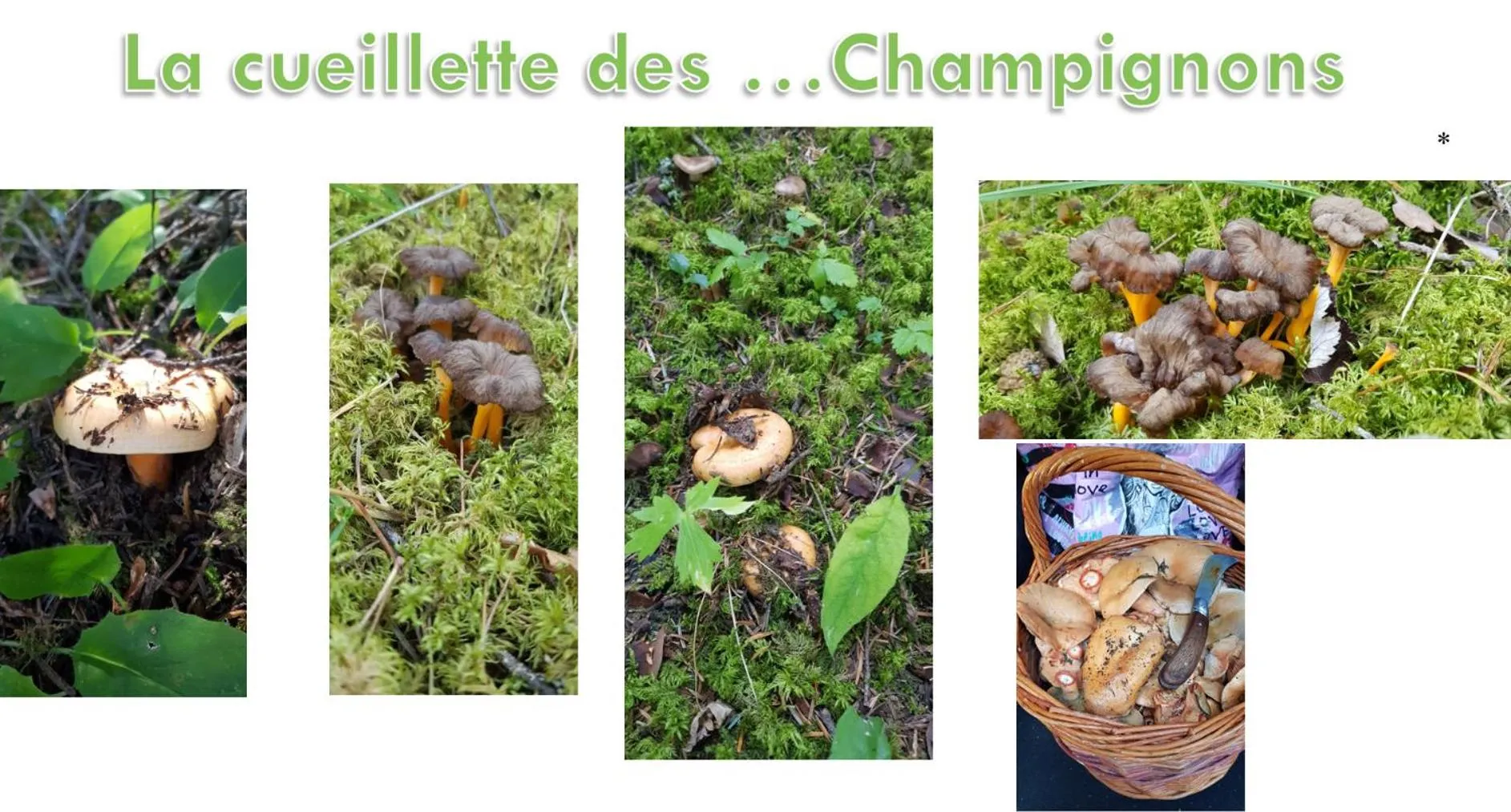 Les Blanches Provençales