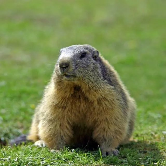 Les Blanches Provençales