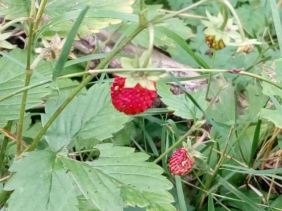 Les Blanches Provençales