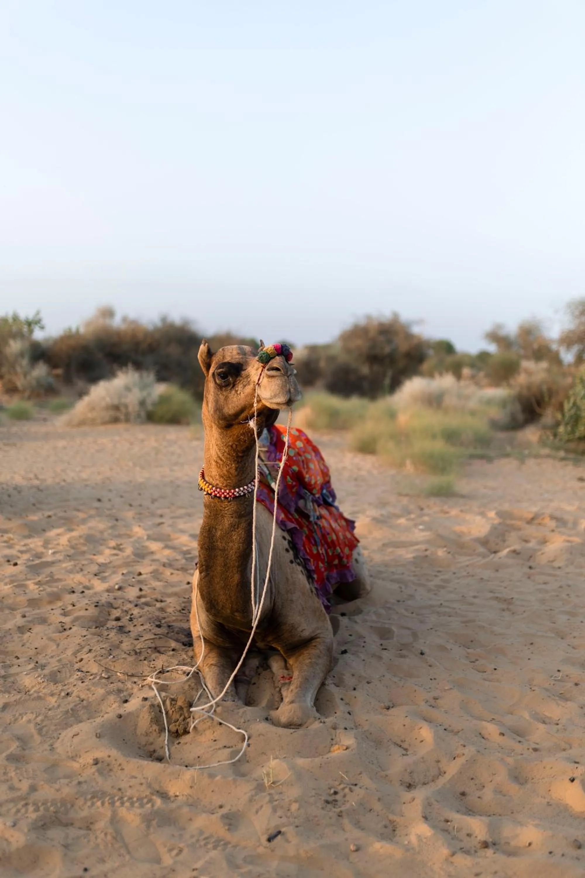 Animals in Casa De Kaku Jaisalmer