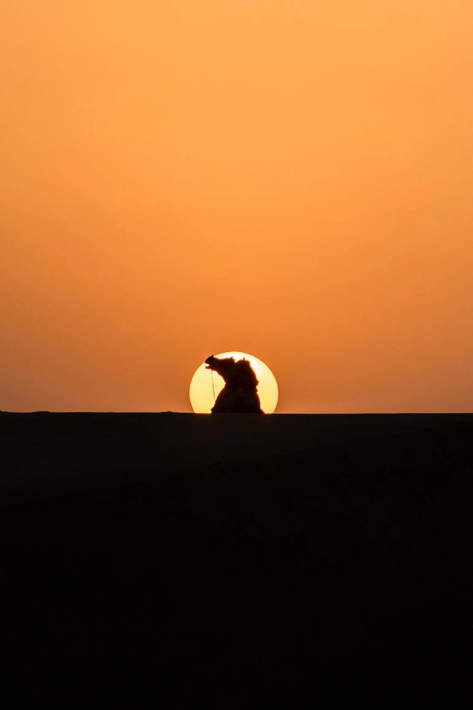 Animals in Casa De Kaku Jaisalmer